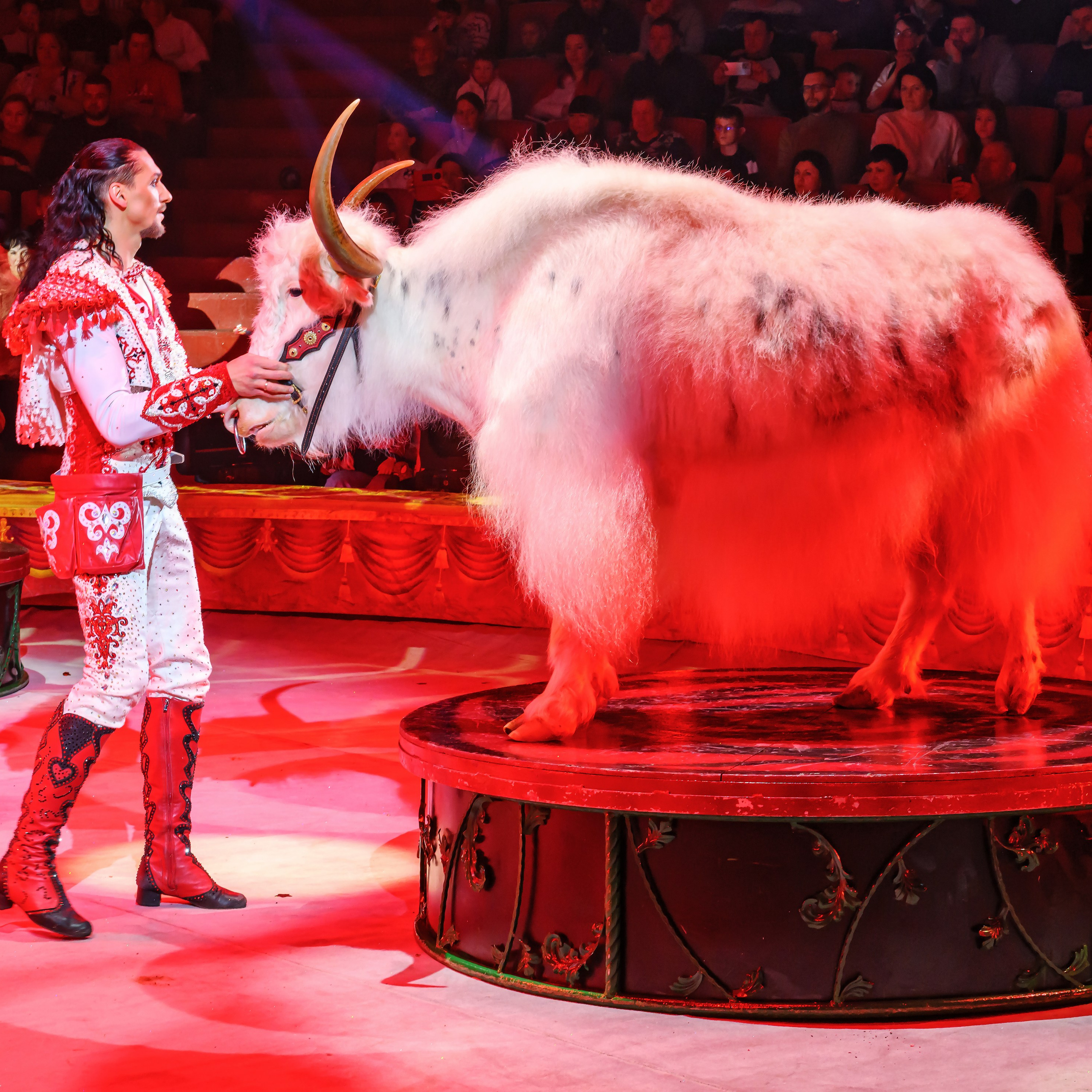 Шоу «Королевский цирк». Фотограф Андрей Пухов (Jazz)