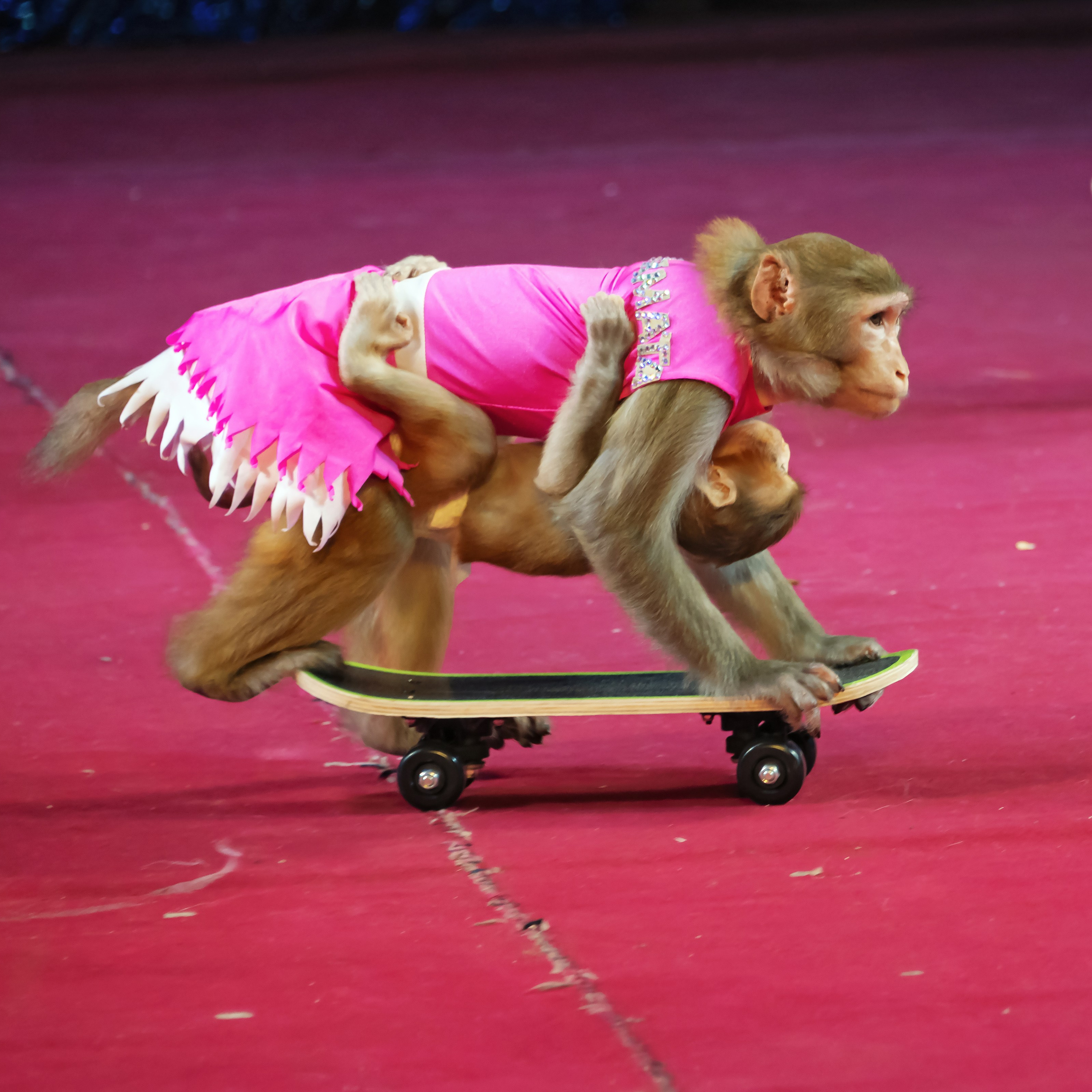 Международный цирк"HAPPY CIRCUS». Фотограф Андрей Пухов (Jazz)