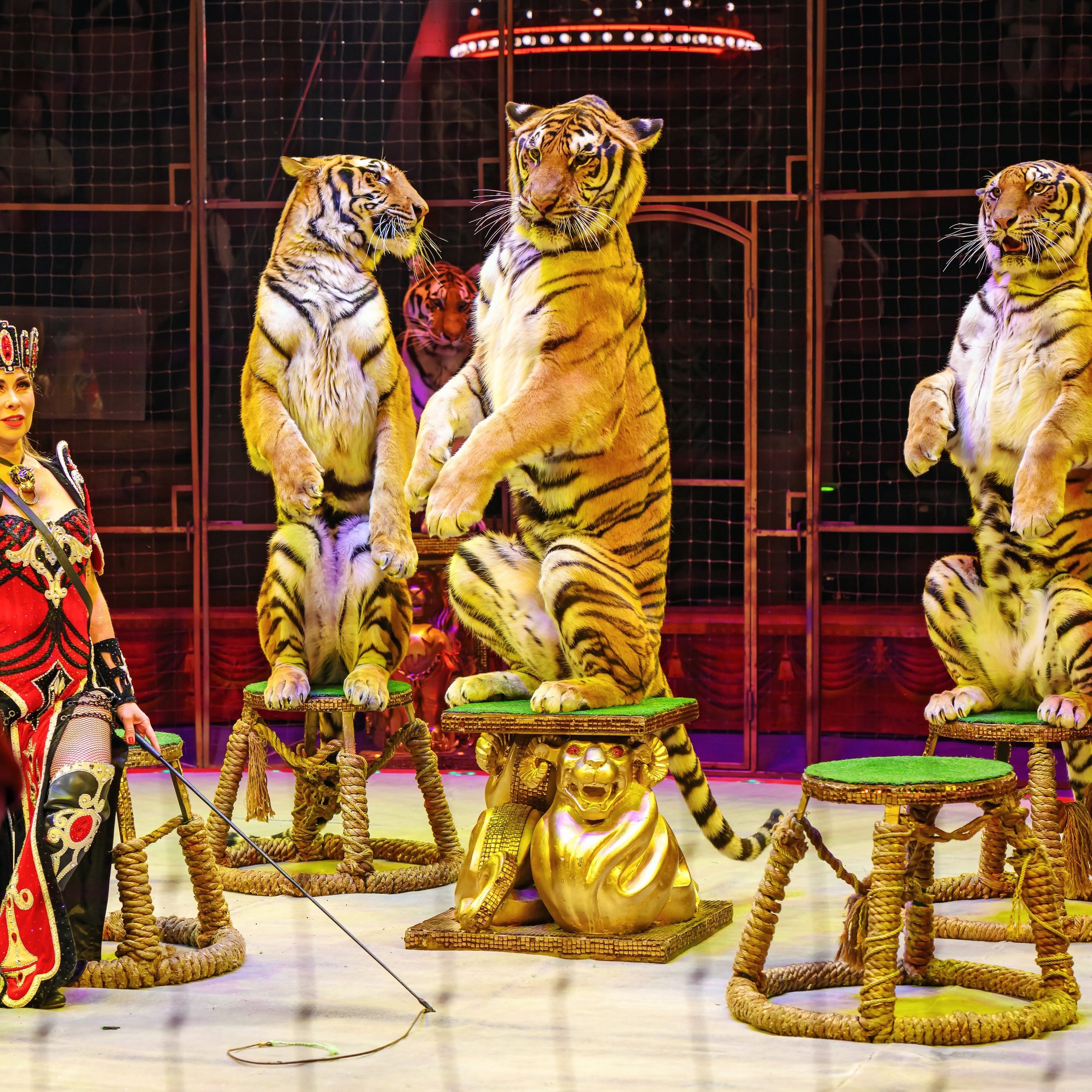 Шоу «Королевский цирк». Фотограф Андрей Пухов (Jazz)