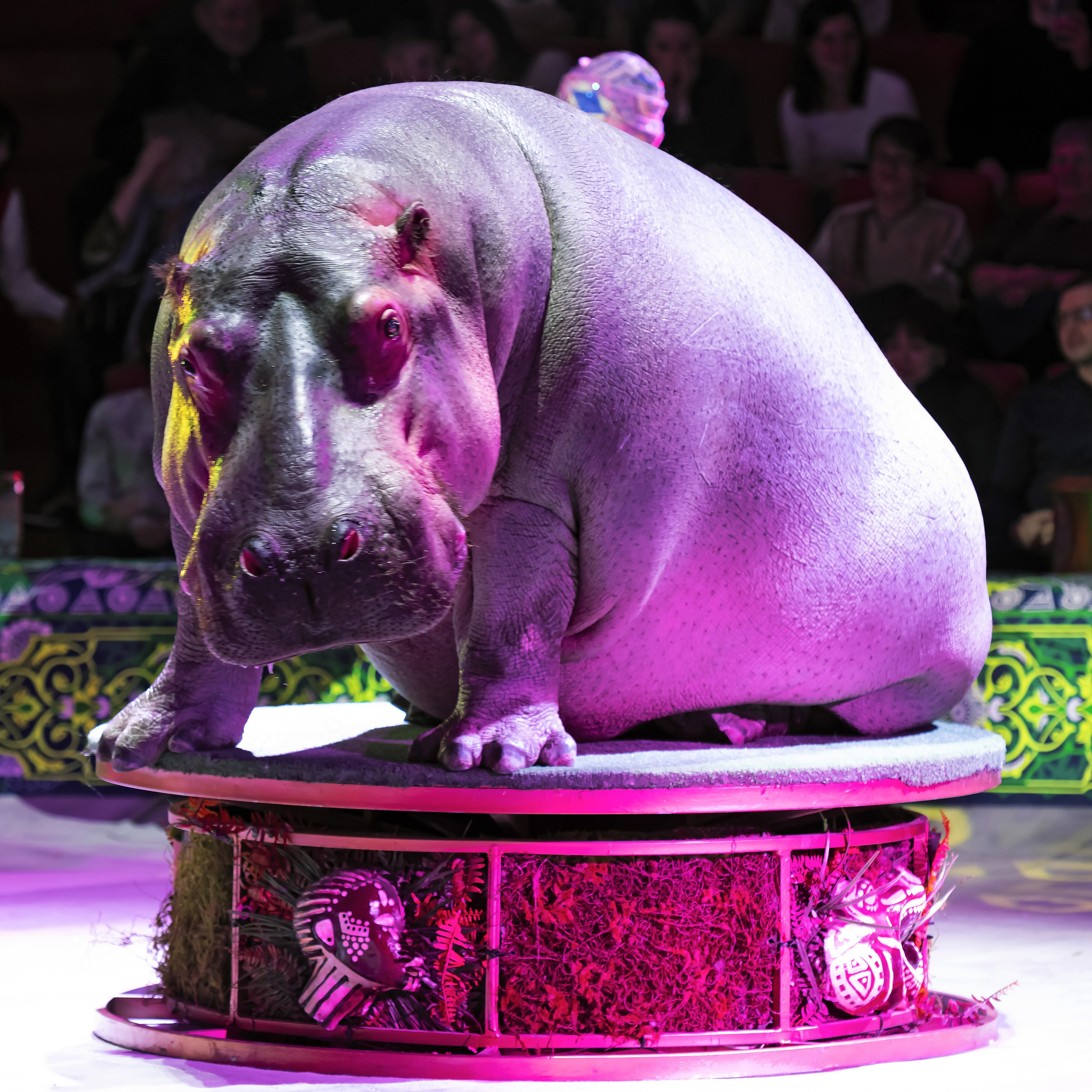 Песчаная сказка — Нижегородский Государственный Цирк (Премьера). Цирковой фотограф Андрей Пухов (Jazz)