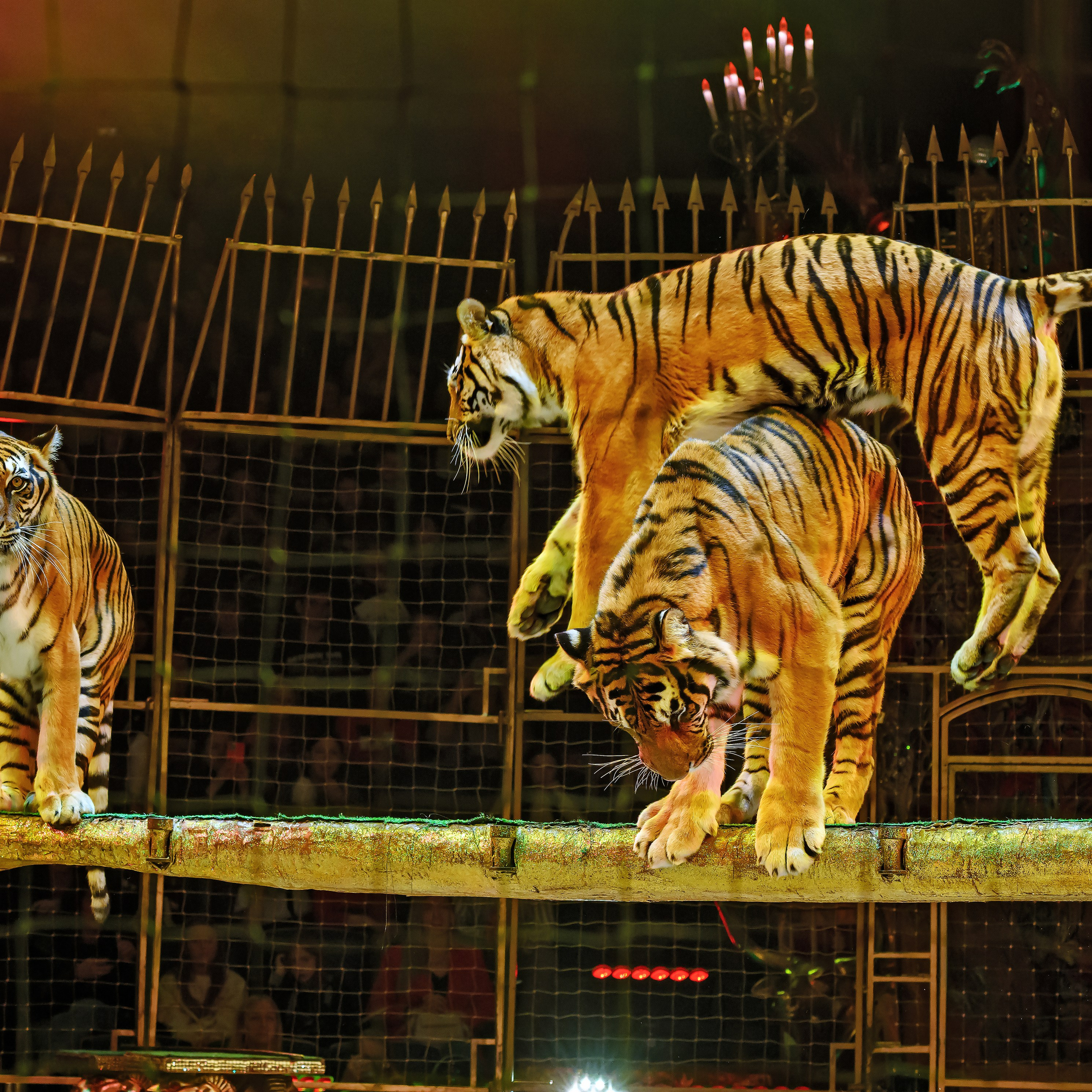 Шоу «Королевский цирк». Фотограф Андрей Пухов (Jazz)