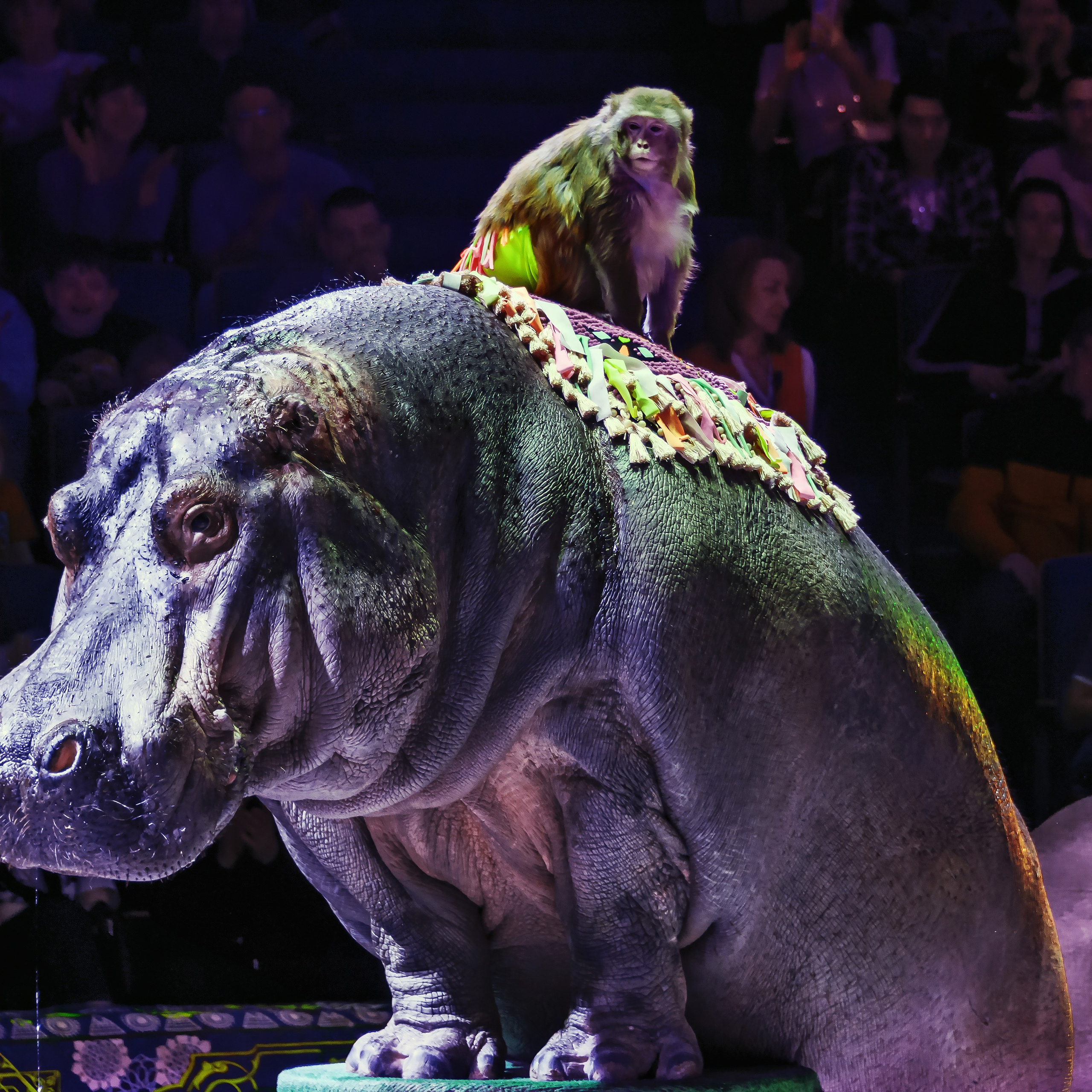 Песчаная сказка Гии Эрадзе — волшебное шоу 🎪, которое должен увидеть каждый, кто ценит красоту🌹, талант 🎭 и умение мечтать 💫. Цирковой фотограф Андрей Пухов (Jazz)