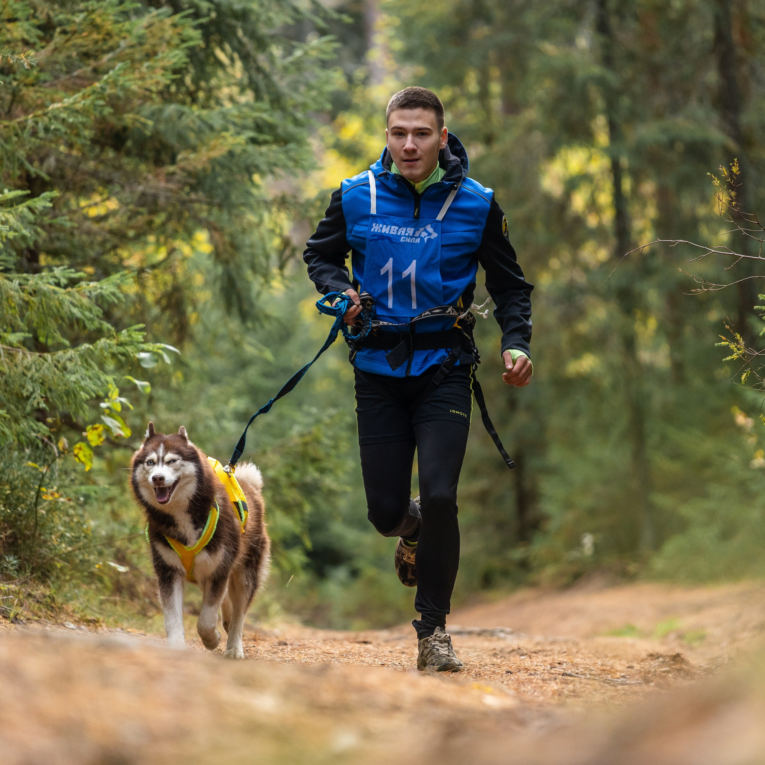 Дог-трейл «Рябиновый старт»