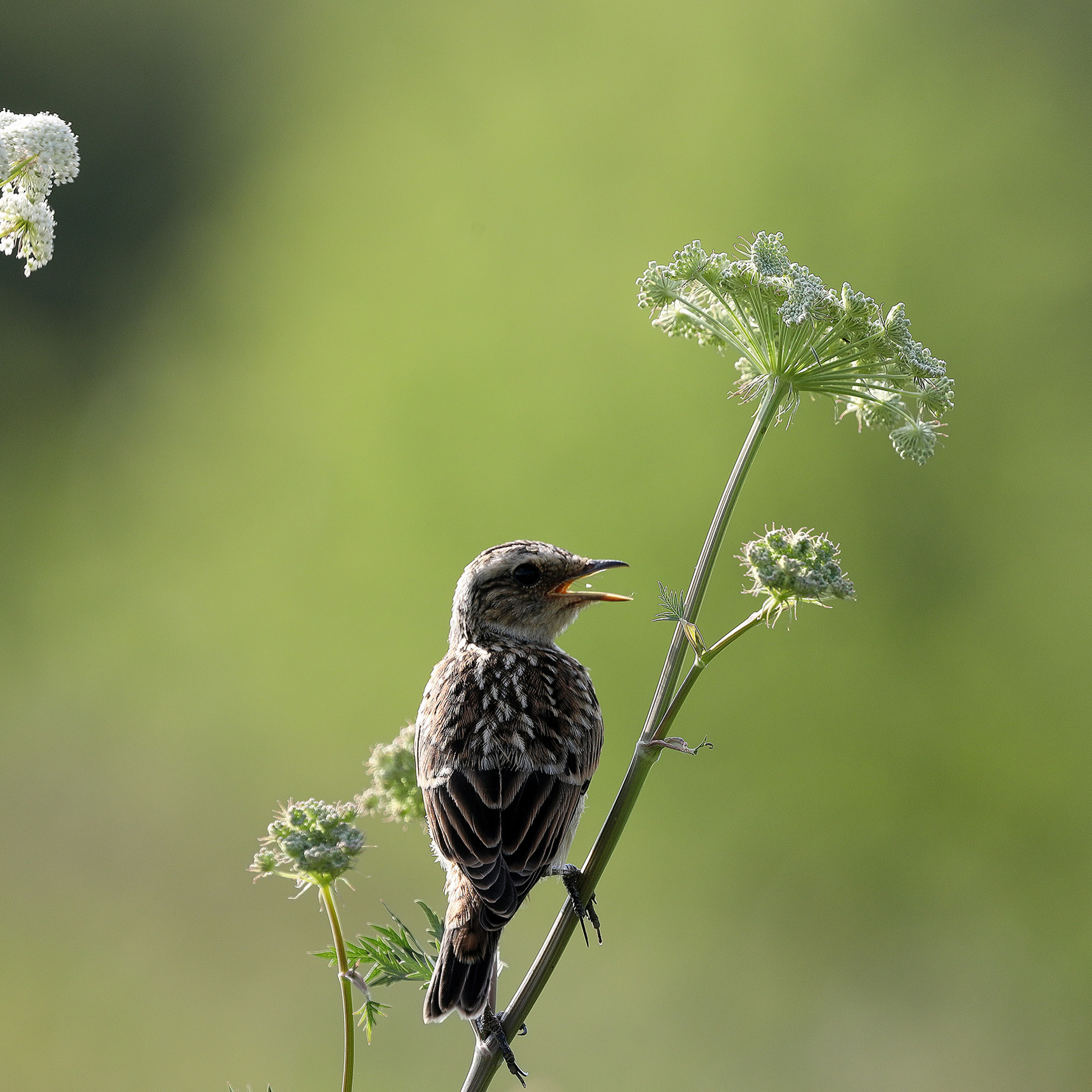 Луговой чекан