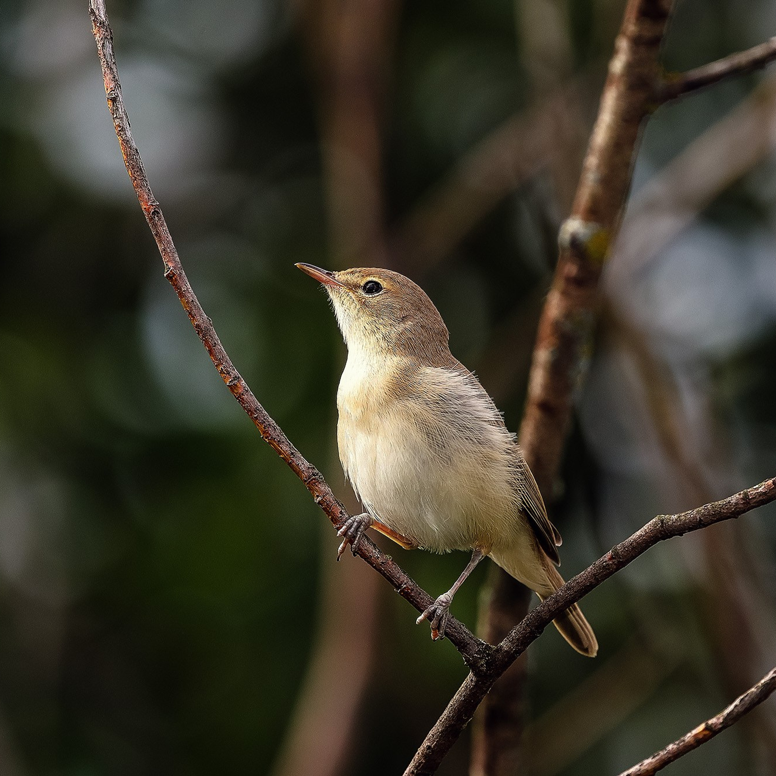 Певчие птицы