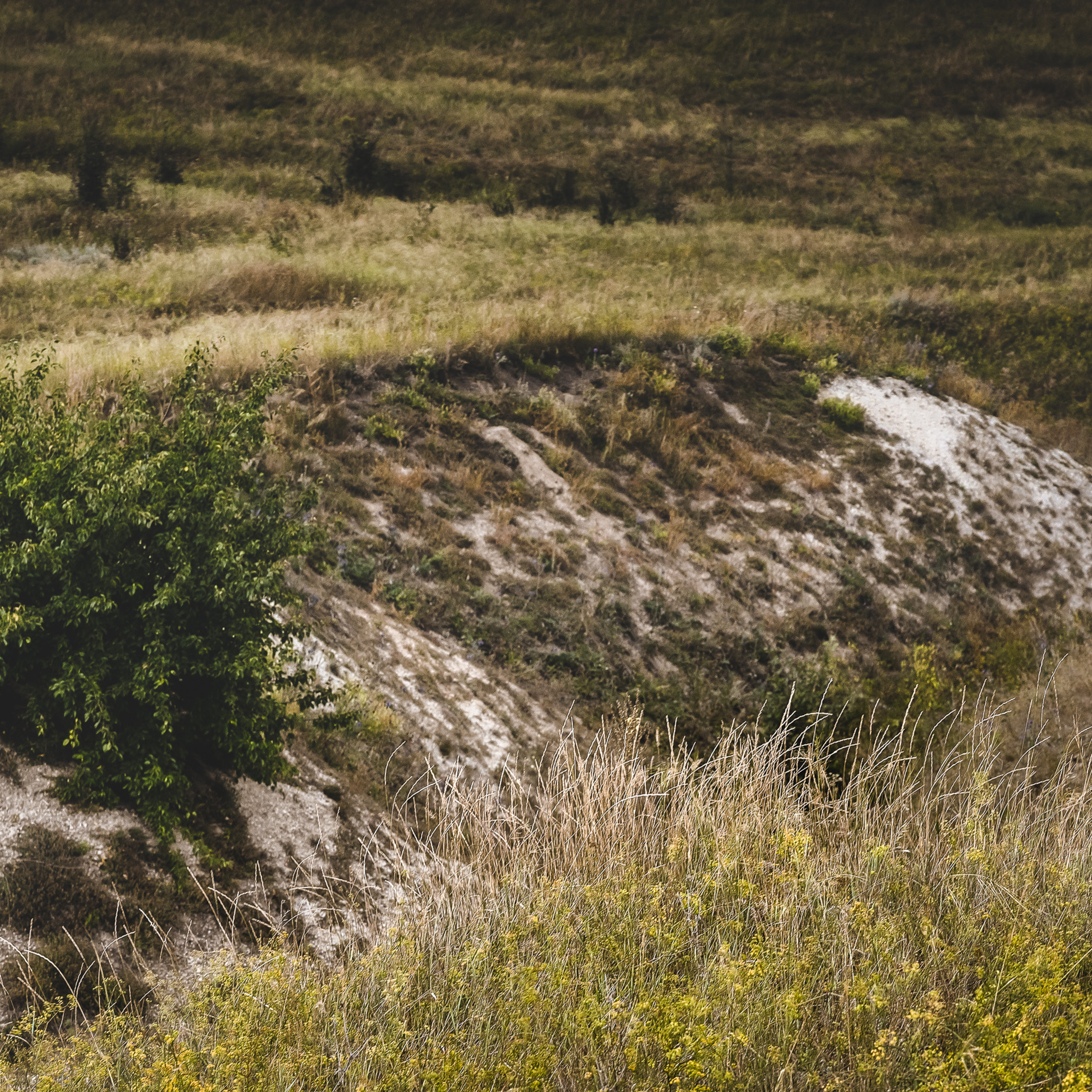 В дикой природе