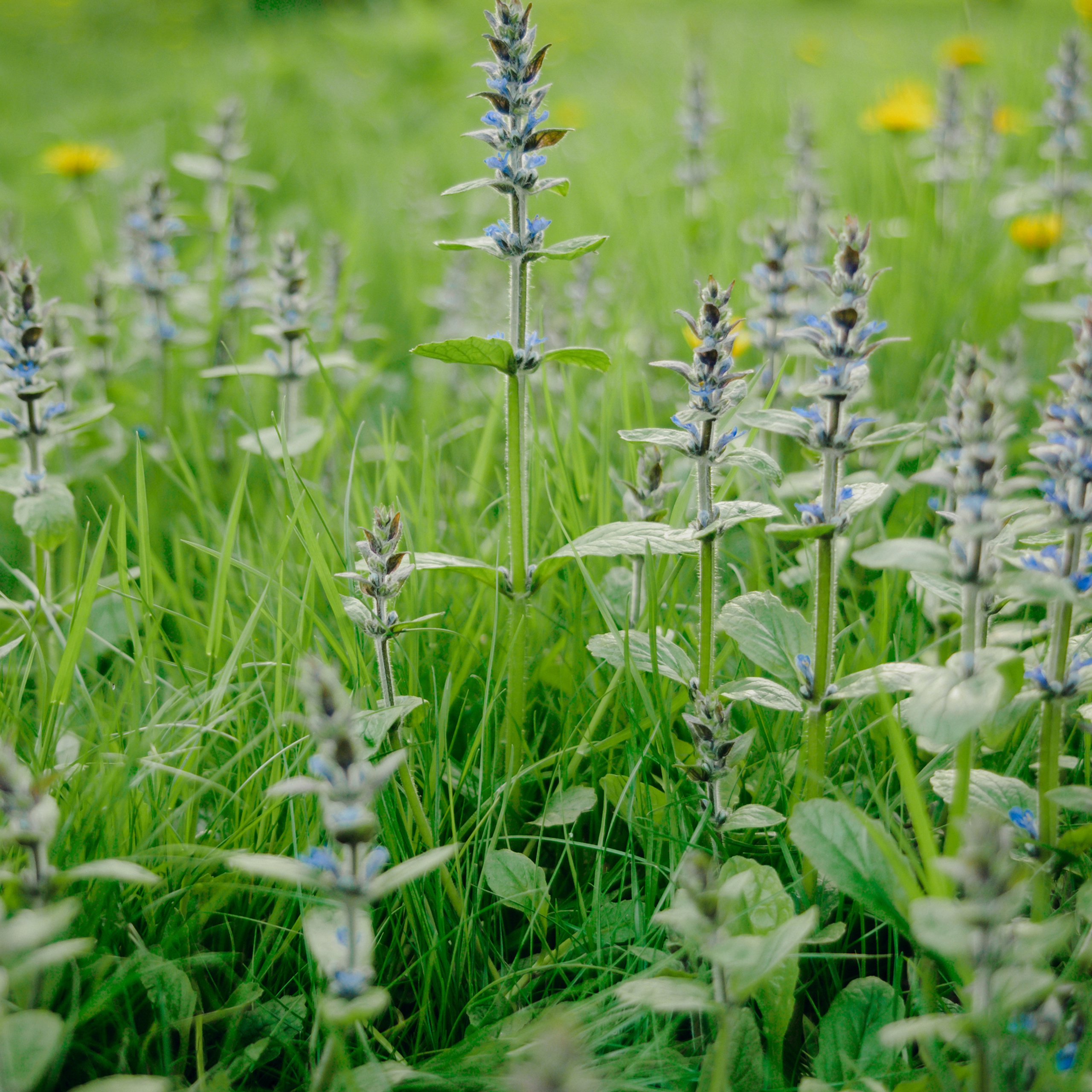 Елена & Алексей