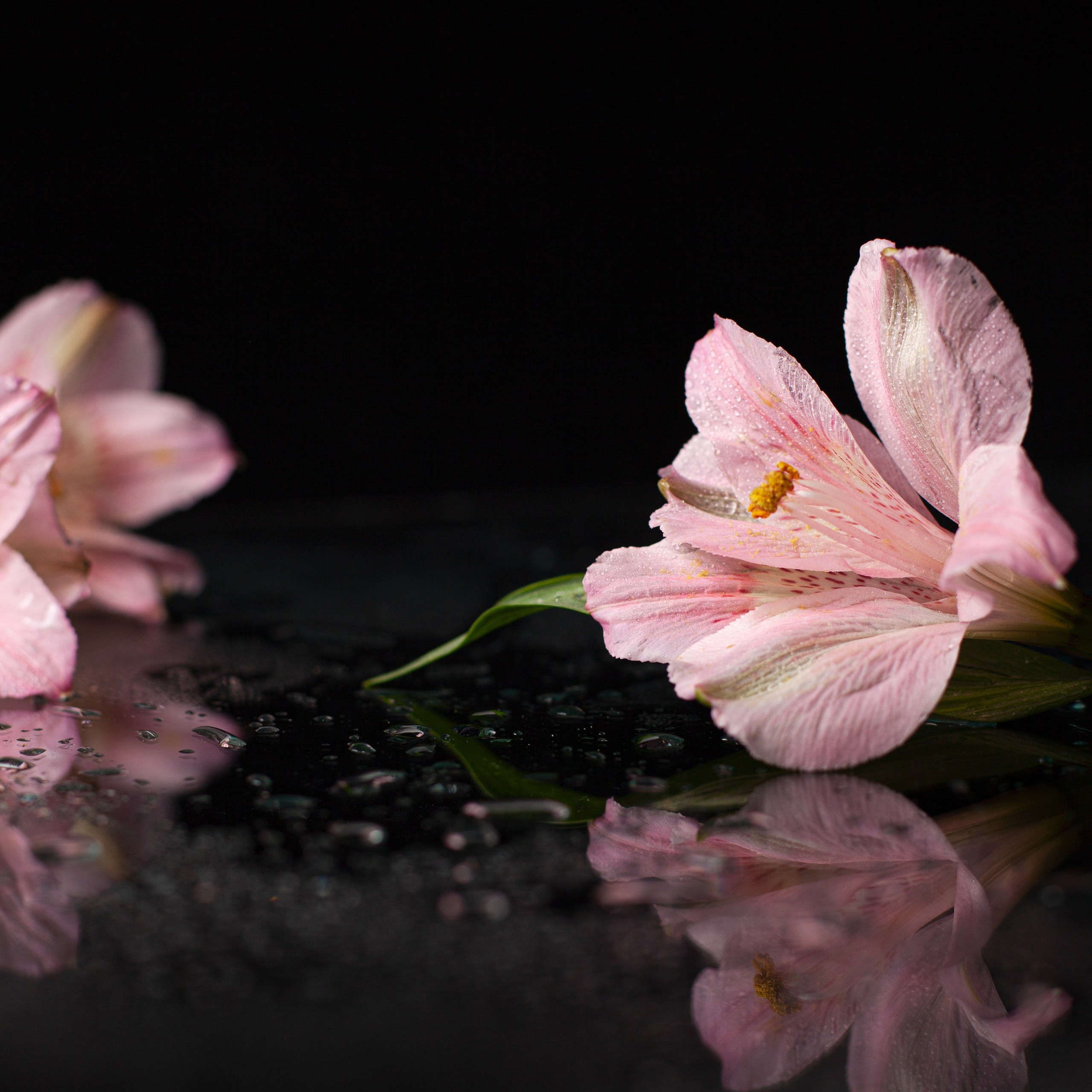 Вам подарок!. Елена Комова Фотограф Новосибирск