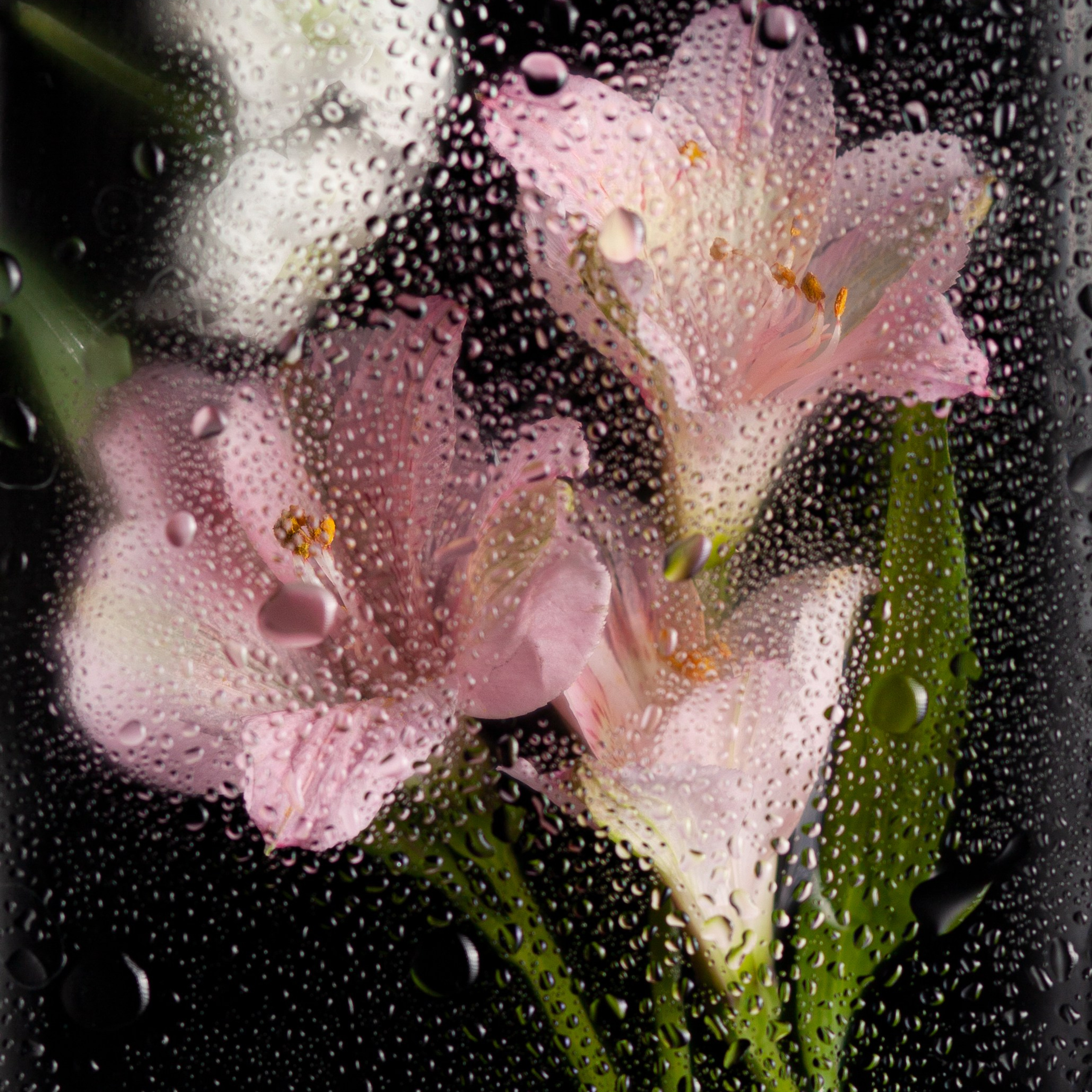 Вам подарок!. Елена Комова Фотограф Новосибирск