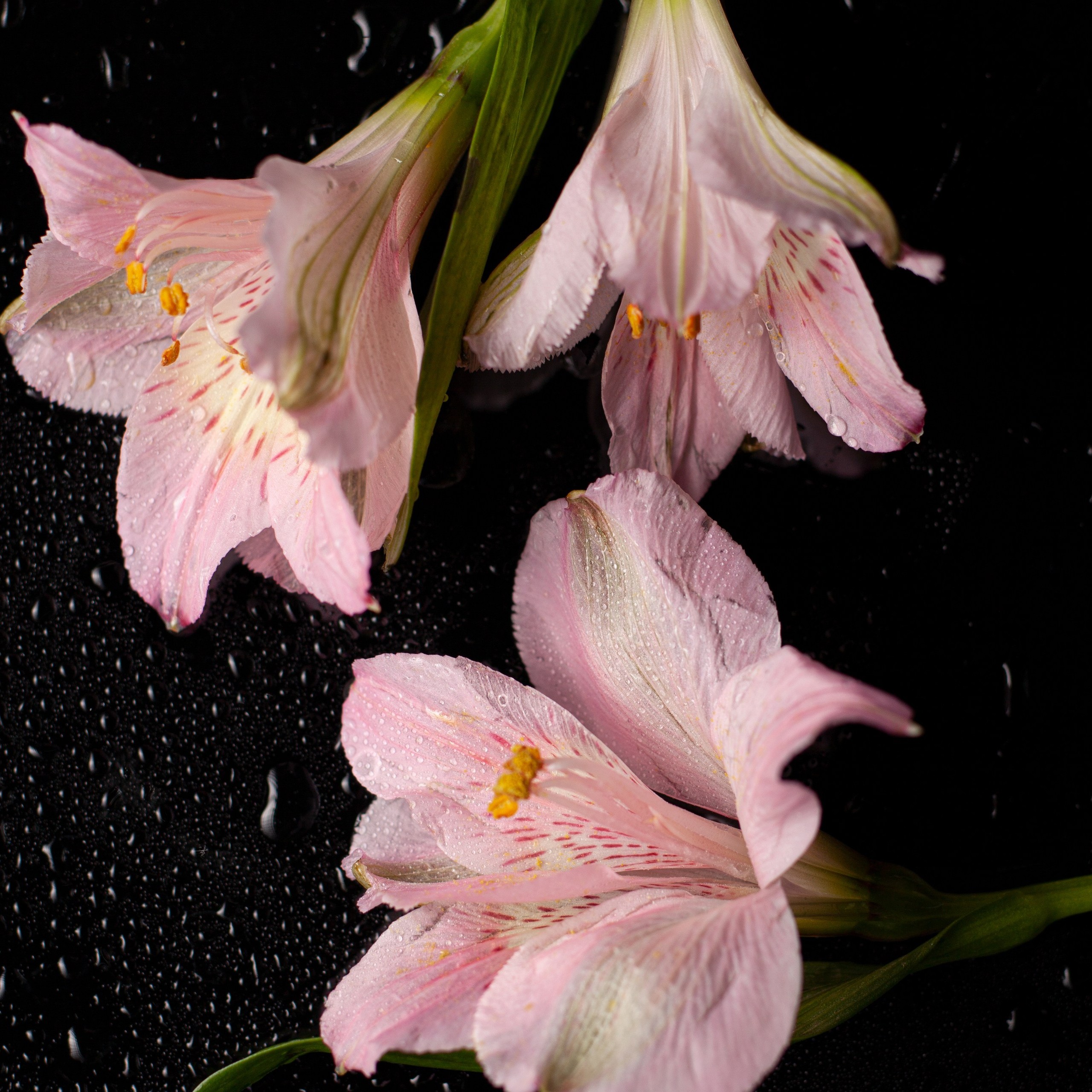 Вам подарок!. Елена Комова Фотограф Новосибирск