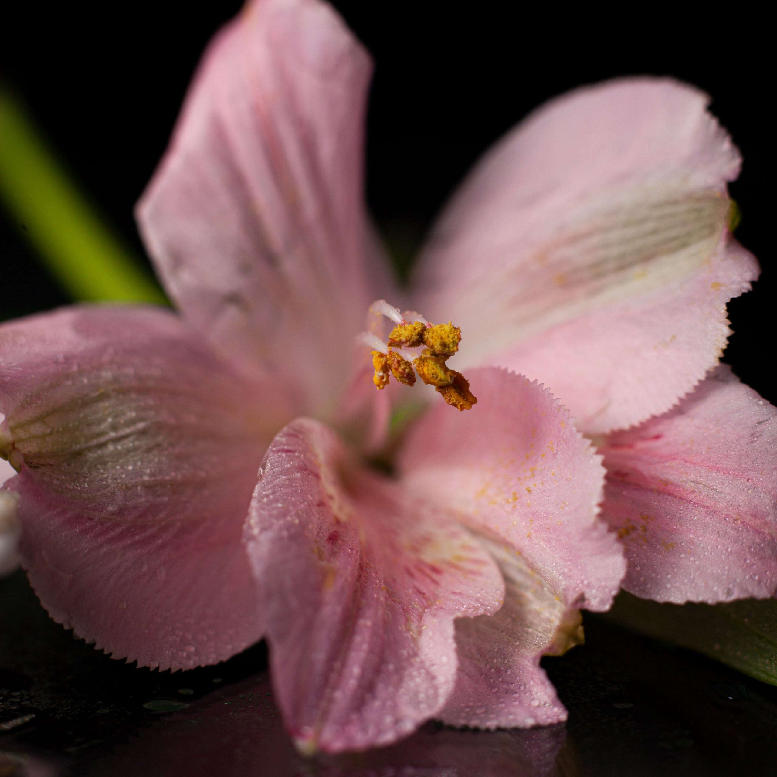 Вам подарок!. Елена Комова Фотограф Новосибирск