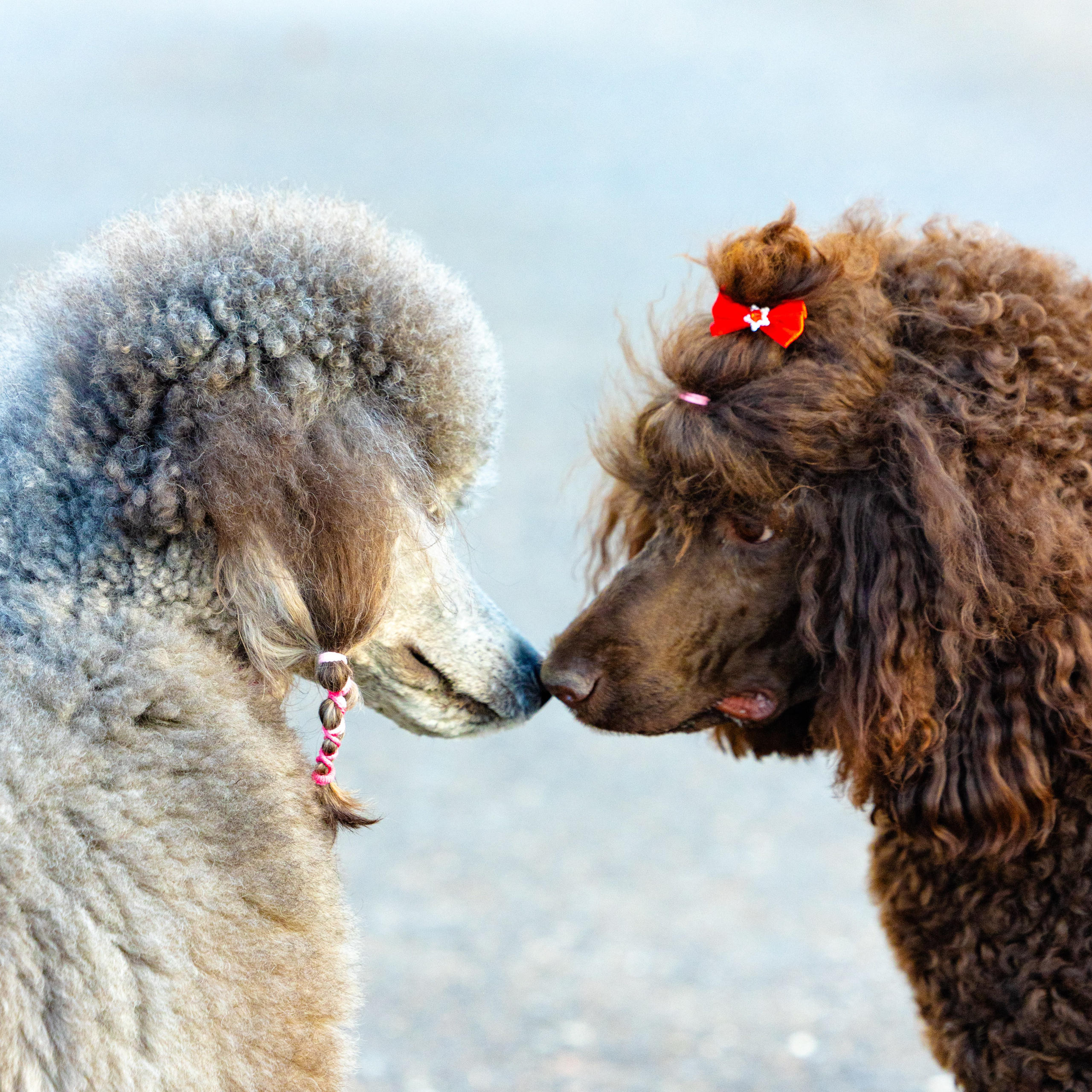 Клуб грумеров (прогулка и семинары)