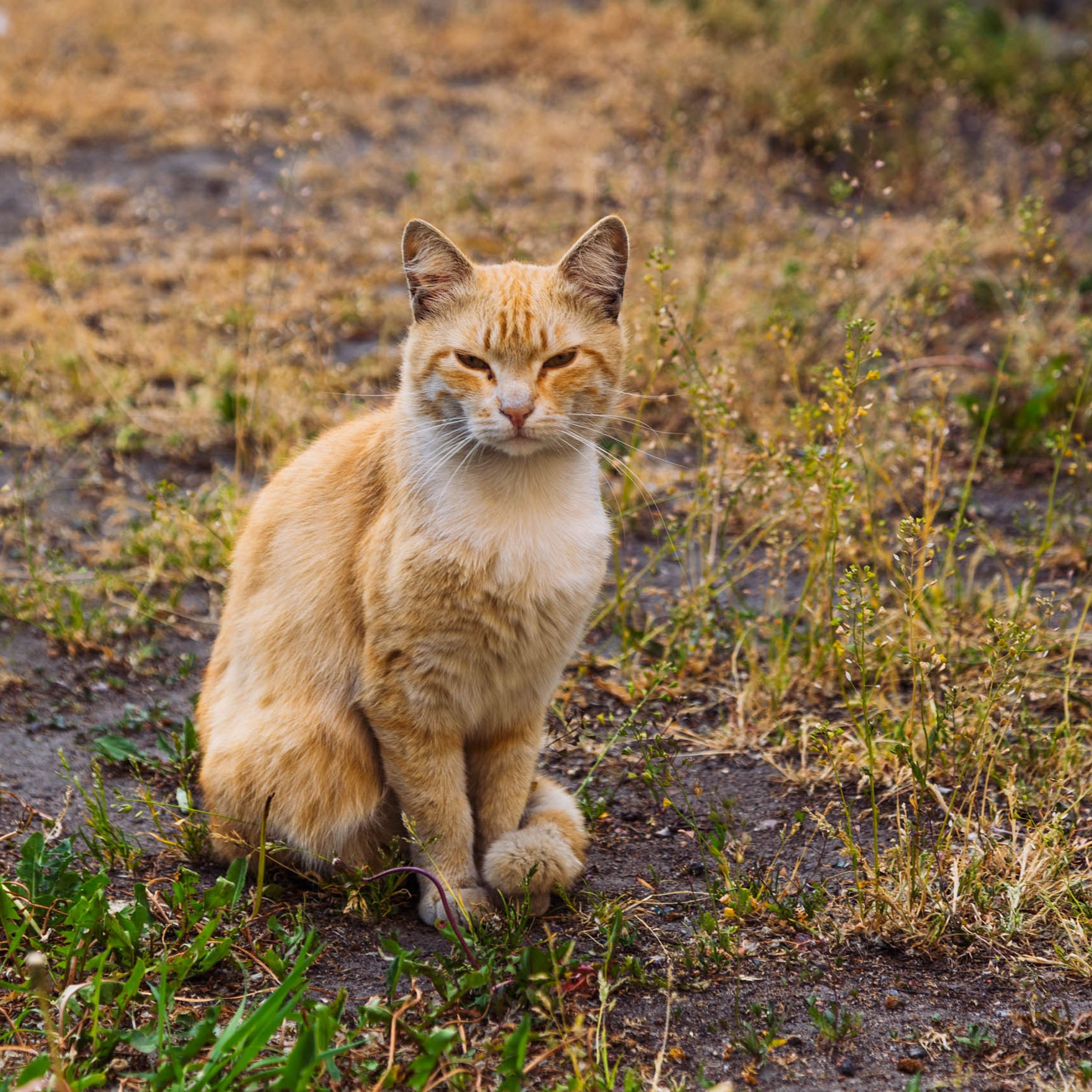 Блог. Репортажный и концертный фотограф в Санкт-Петербурге Адмакина Дарья