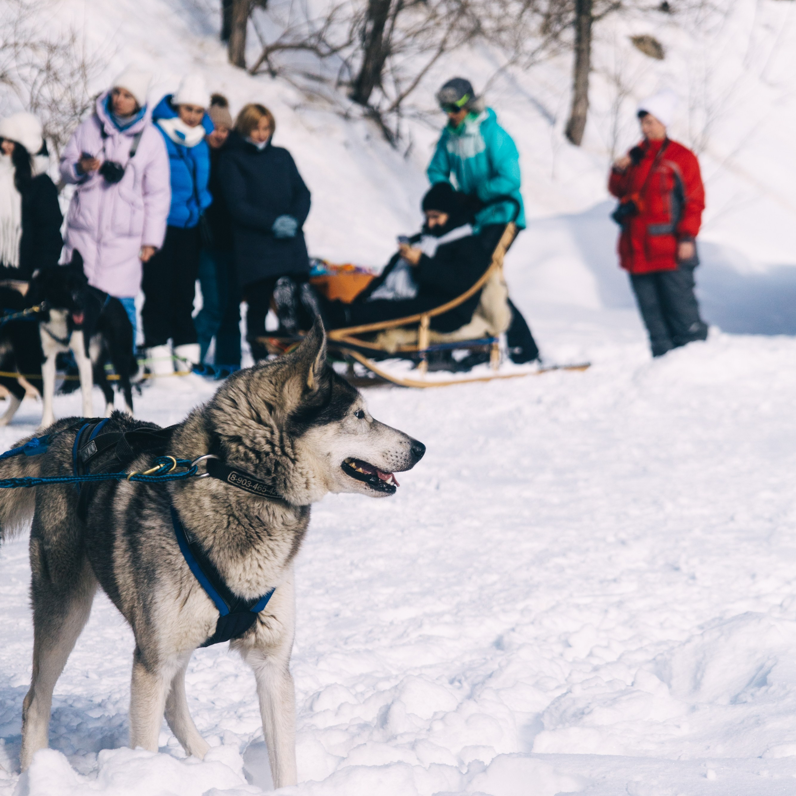 Адыгея. Лаго-Наки 27.01.24. Фотограф katya_vkadre Таганрог