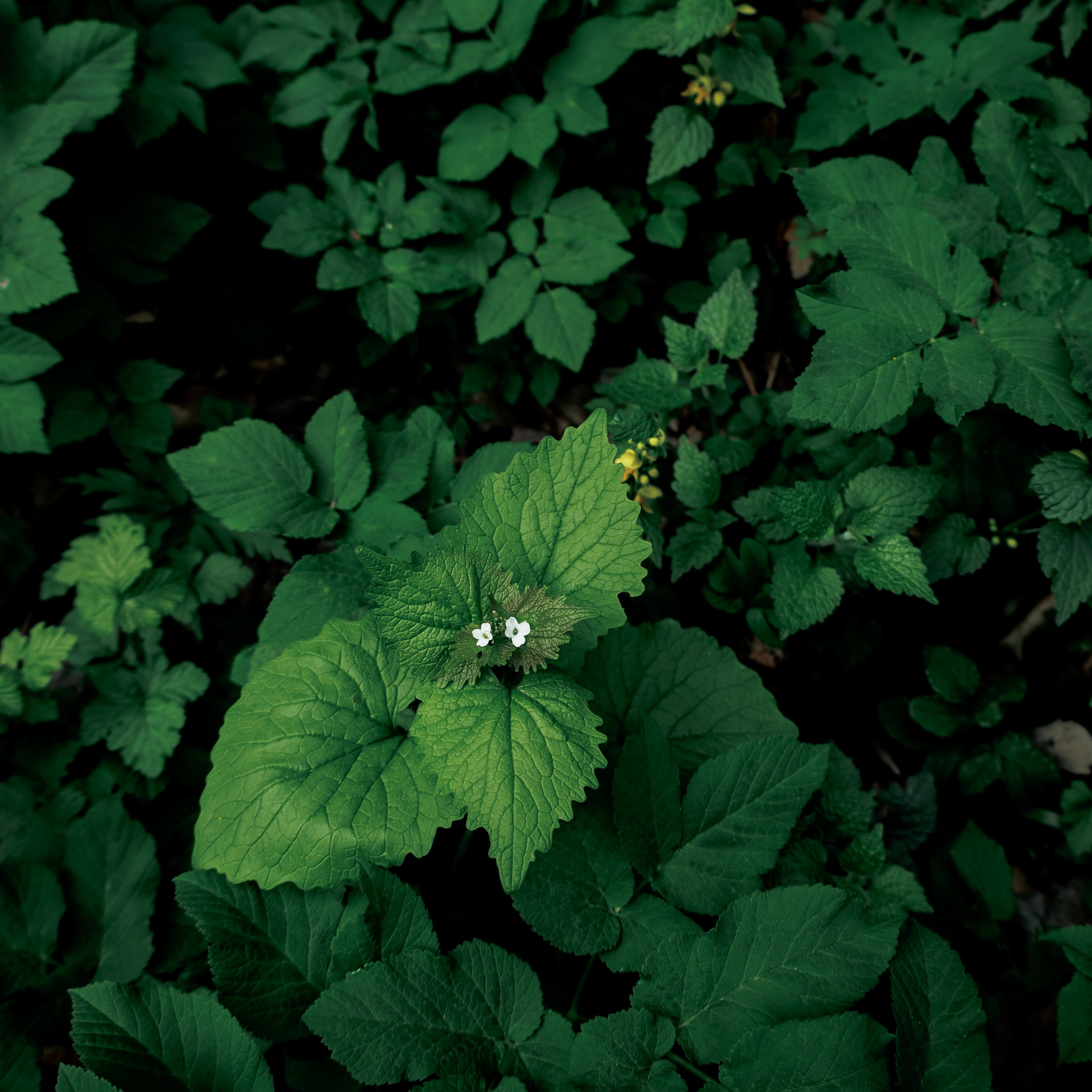 Адыгея. Водопады Руфабго 13.04.24. Фотограф katya_vkadre Таганрог