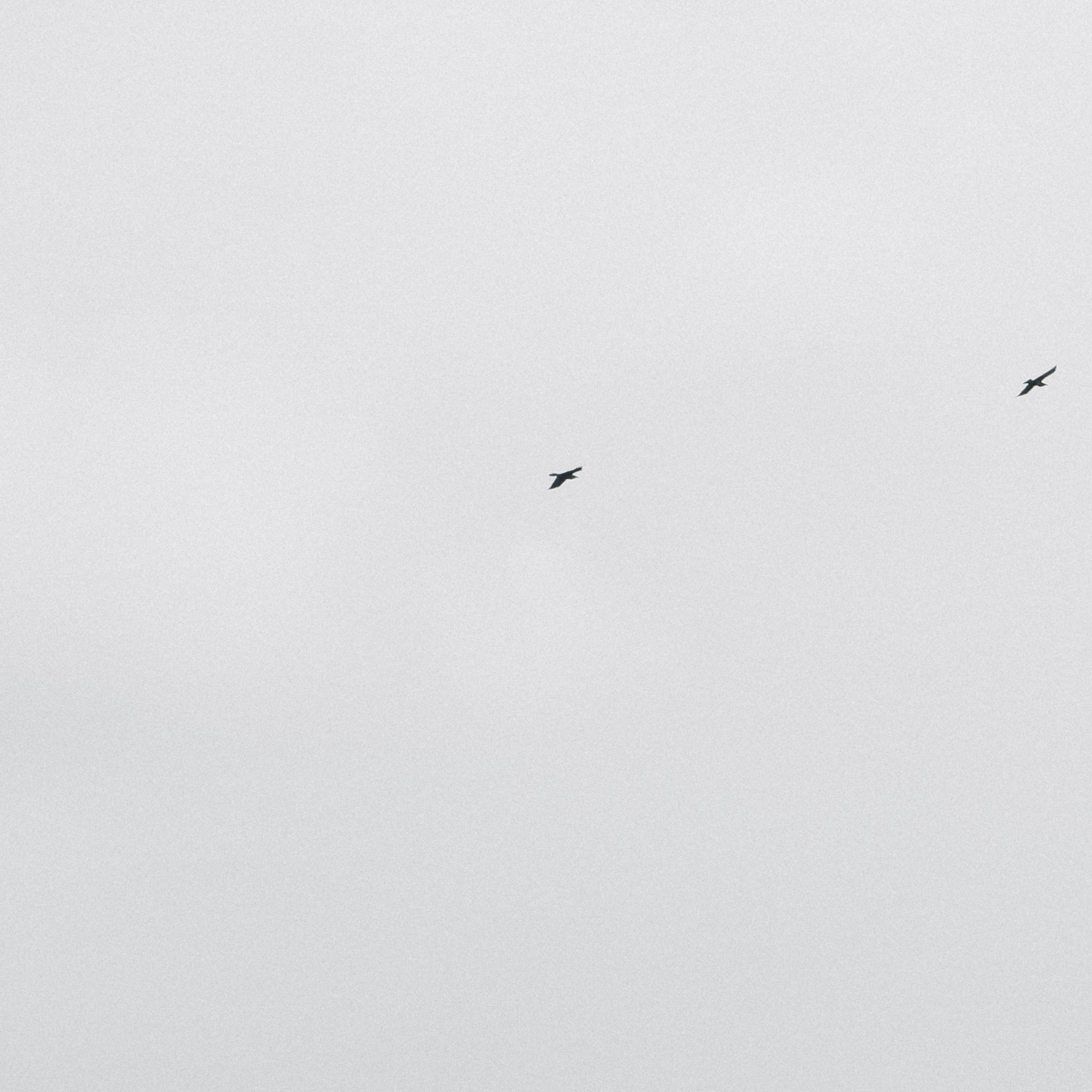 Адыгея. Лаго-Наки 27.01.24. Фотограф katya_vkadre Таганрог