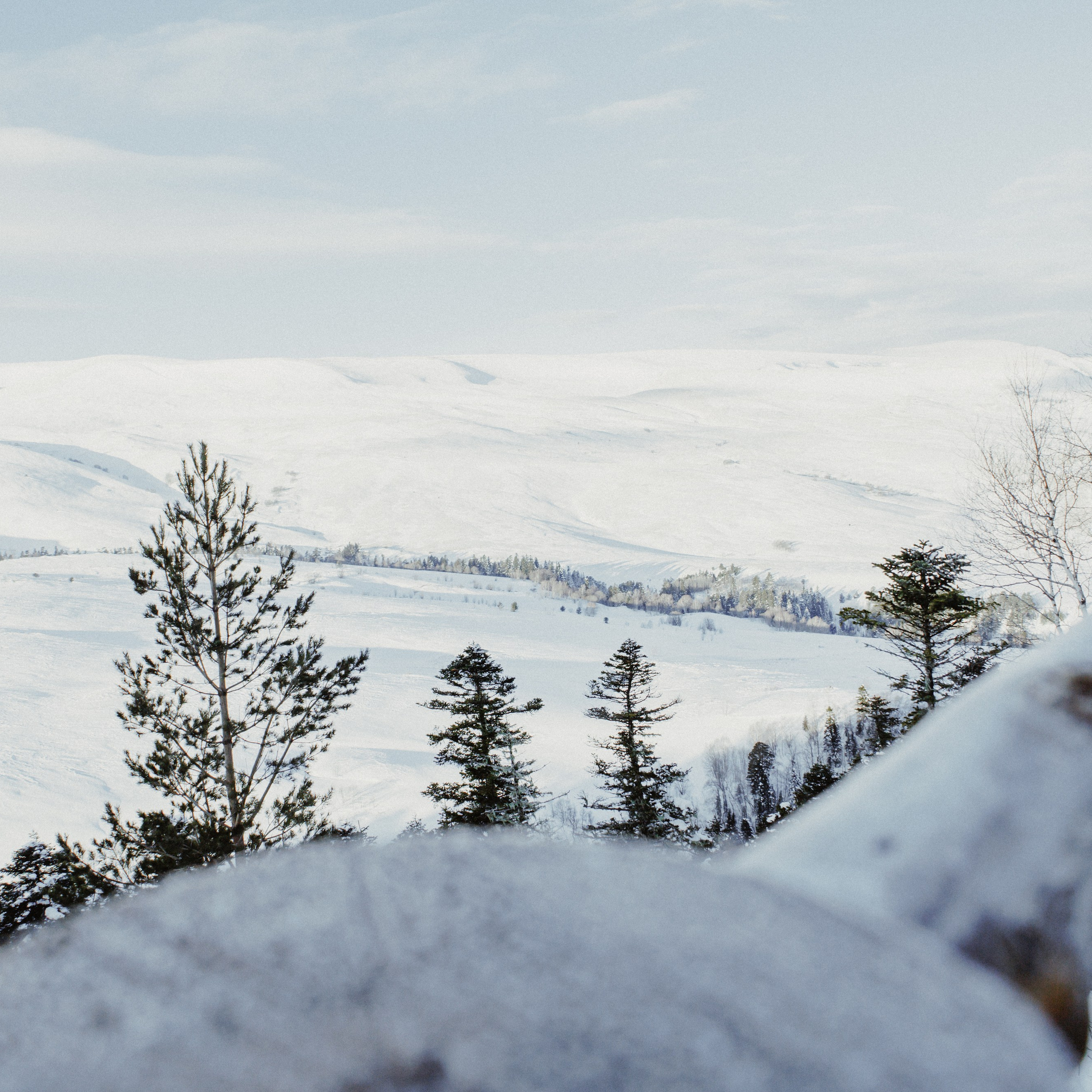 Адыгея. Лаго-Наки 27.01.24. Фотограф katya_vkadre Таганрог