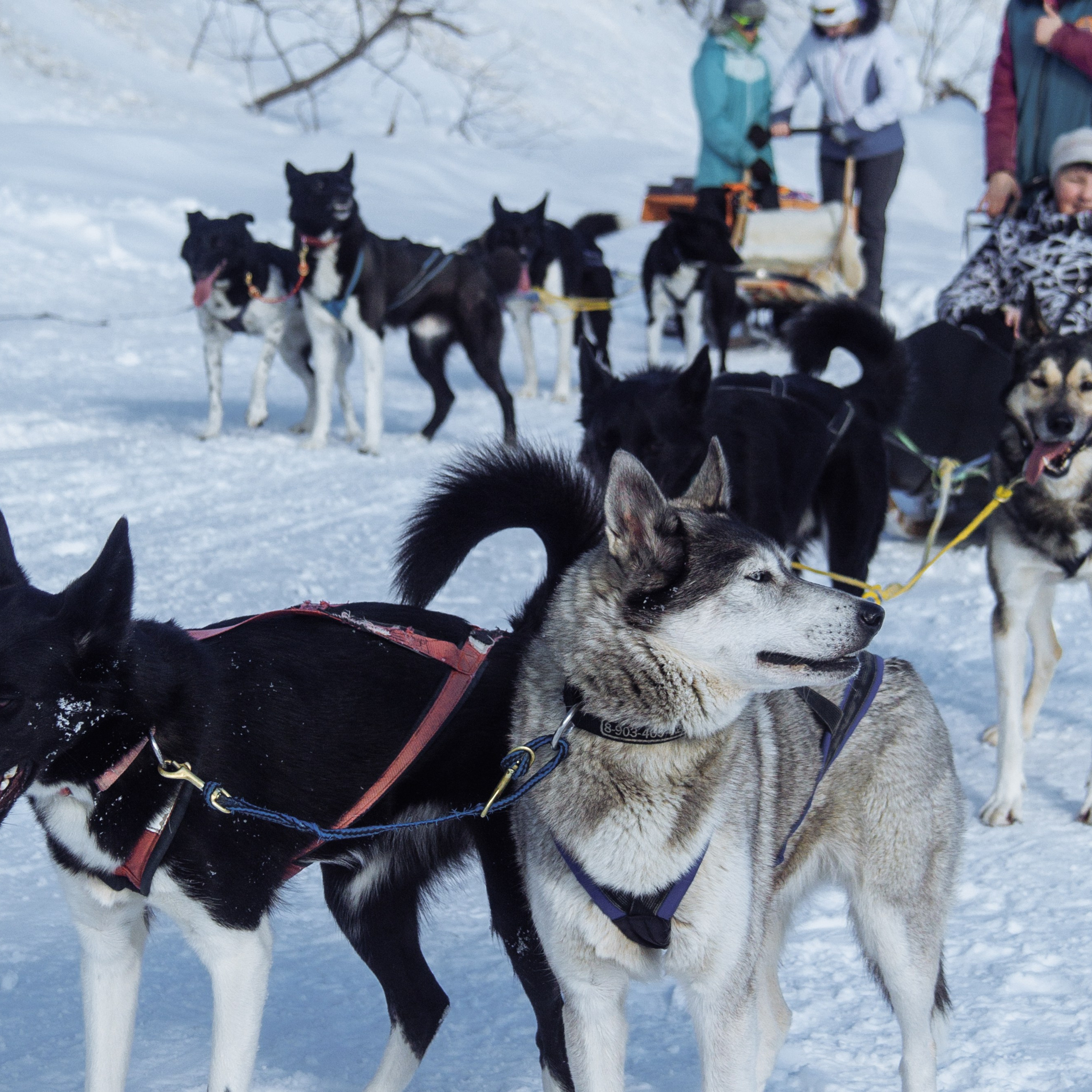 Адыгея. Лаго-Наки 27.01.24. Фотограф katya_vkadre Таганрог
