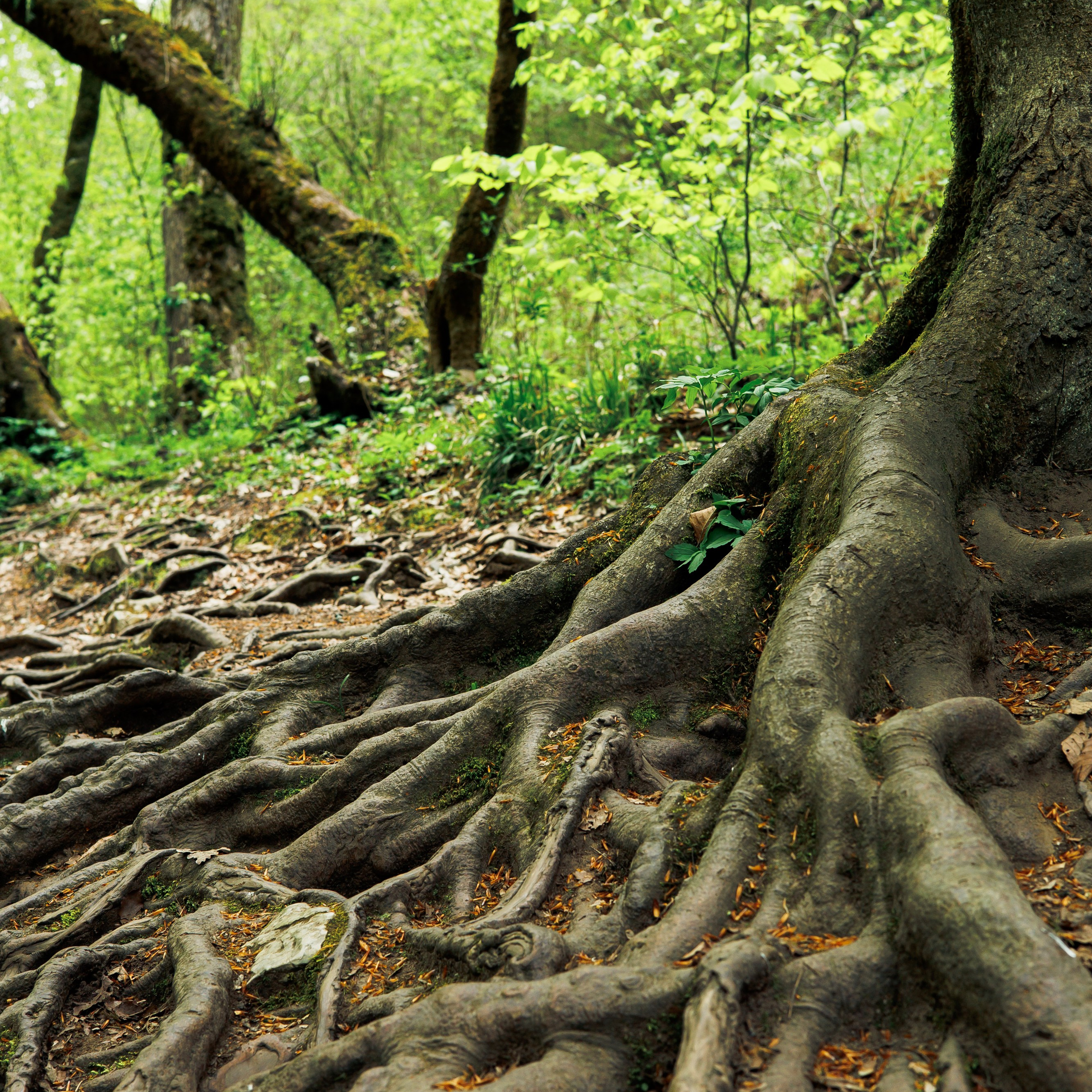 Адыгея. Водопады Руфабго 13.04.24. Фотограф katya_vkadre Таганрог