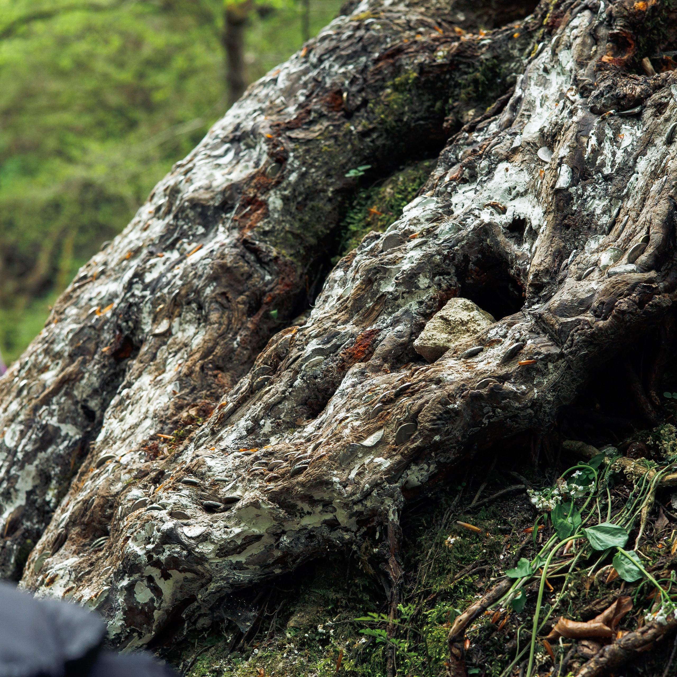 Адыгея. Водопады Руфабго 13.04.24. Фотограф katya_vkadre Таганрог