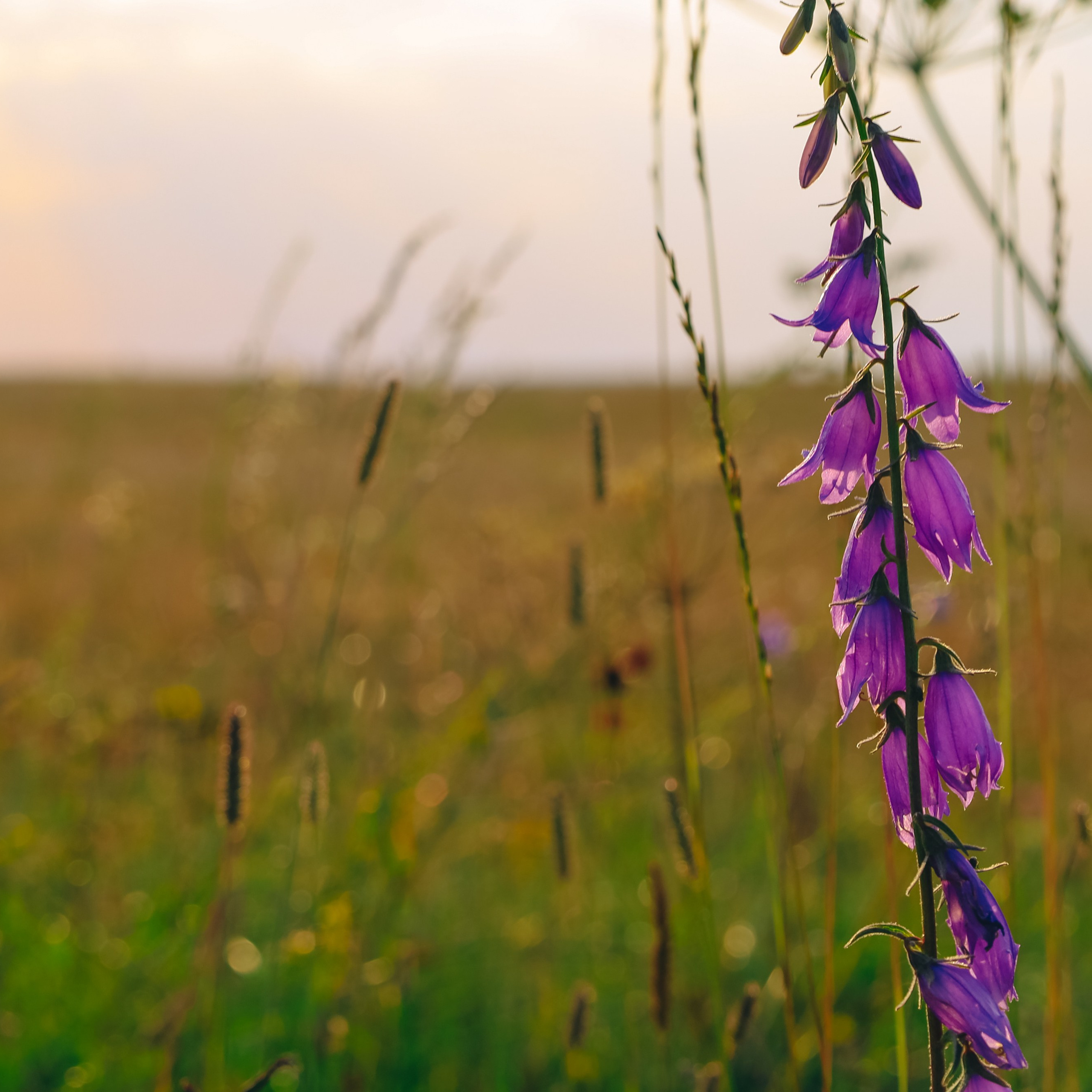 Обсерватория Шаджатмаз ★ Персеиды 11 — 13 августа 2023. Фотограф katya_vkadre Таганрог