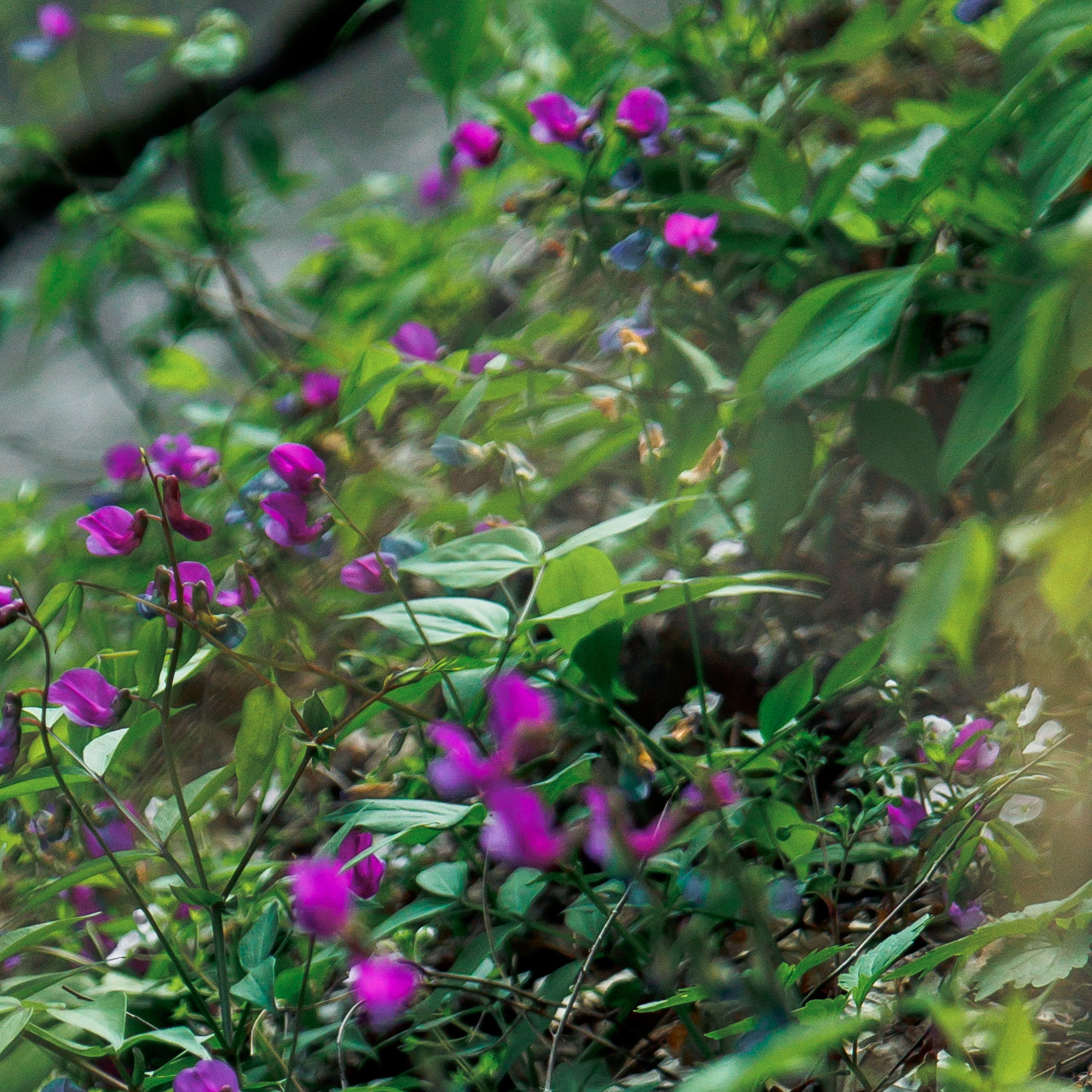 Адыгея. Водопады Руфабго 13.04.24. Фотограф katya_vkadre Таганрог