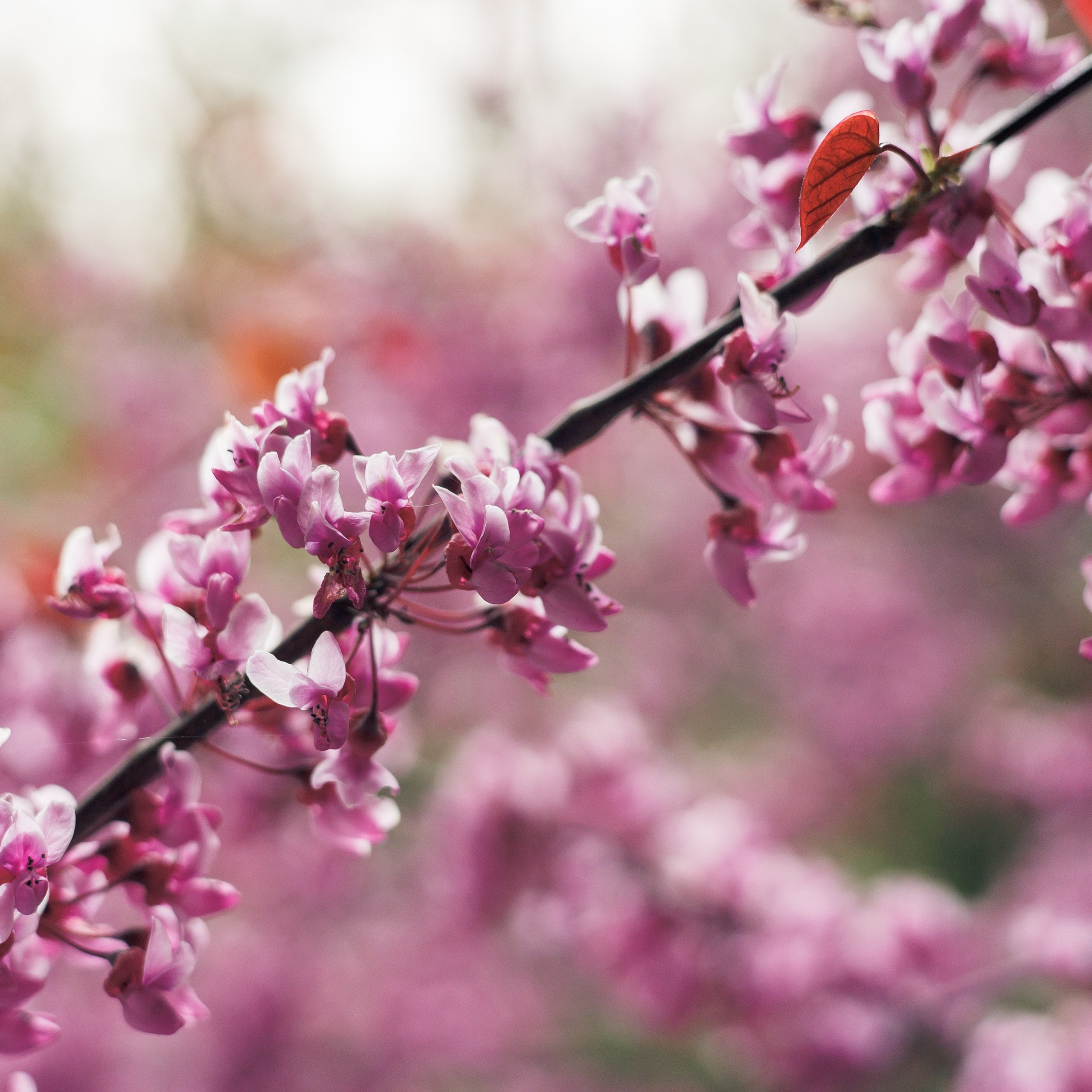 Анастасия ❤ Артём 24.04.24. Фотограф katya_vkadre Таганрог