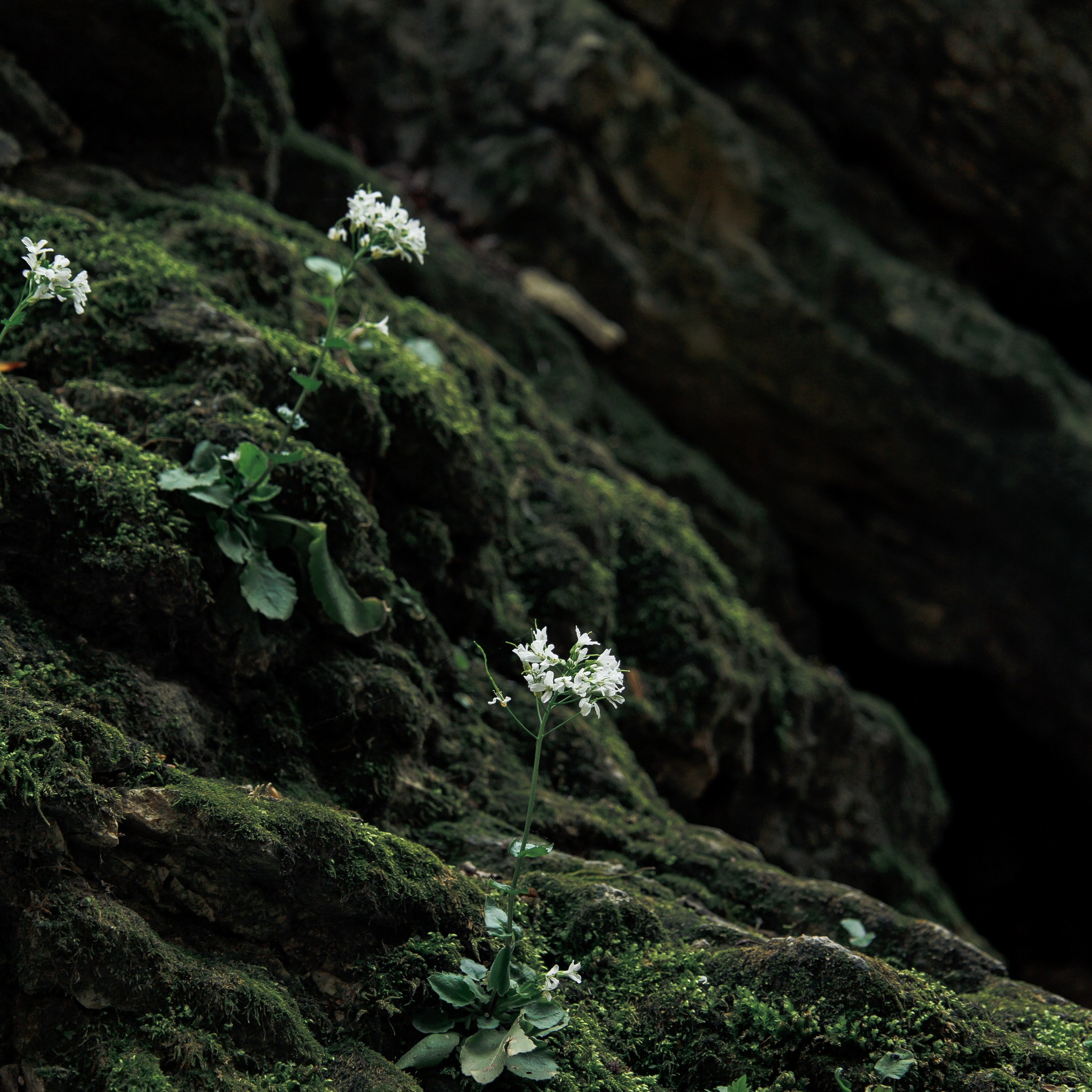 Адыгея. Водопады Руфабго 13.04.24. Фотограф katya_vkadre Таганрог