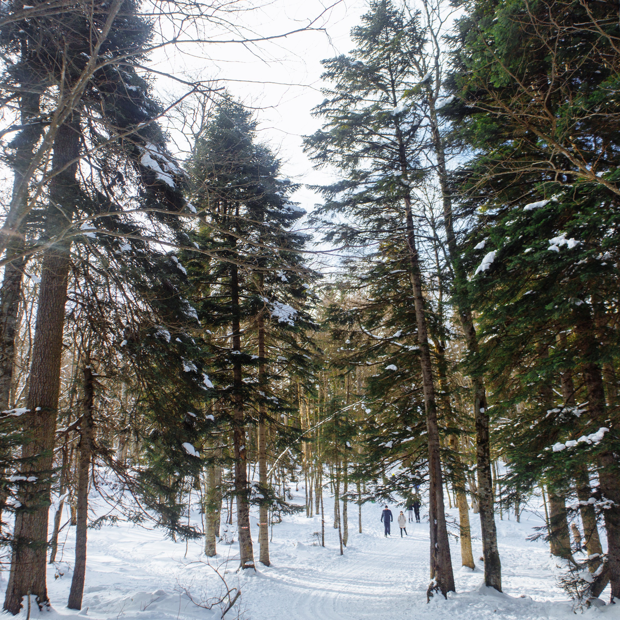 Адыгея. Лаго-Наки 27.01.24. Фотограф katya_vkadre Таганрог