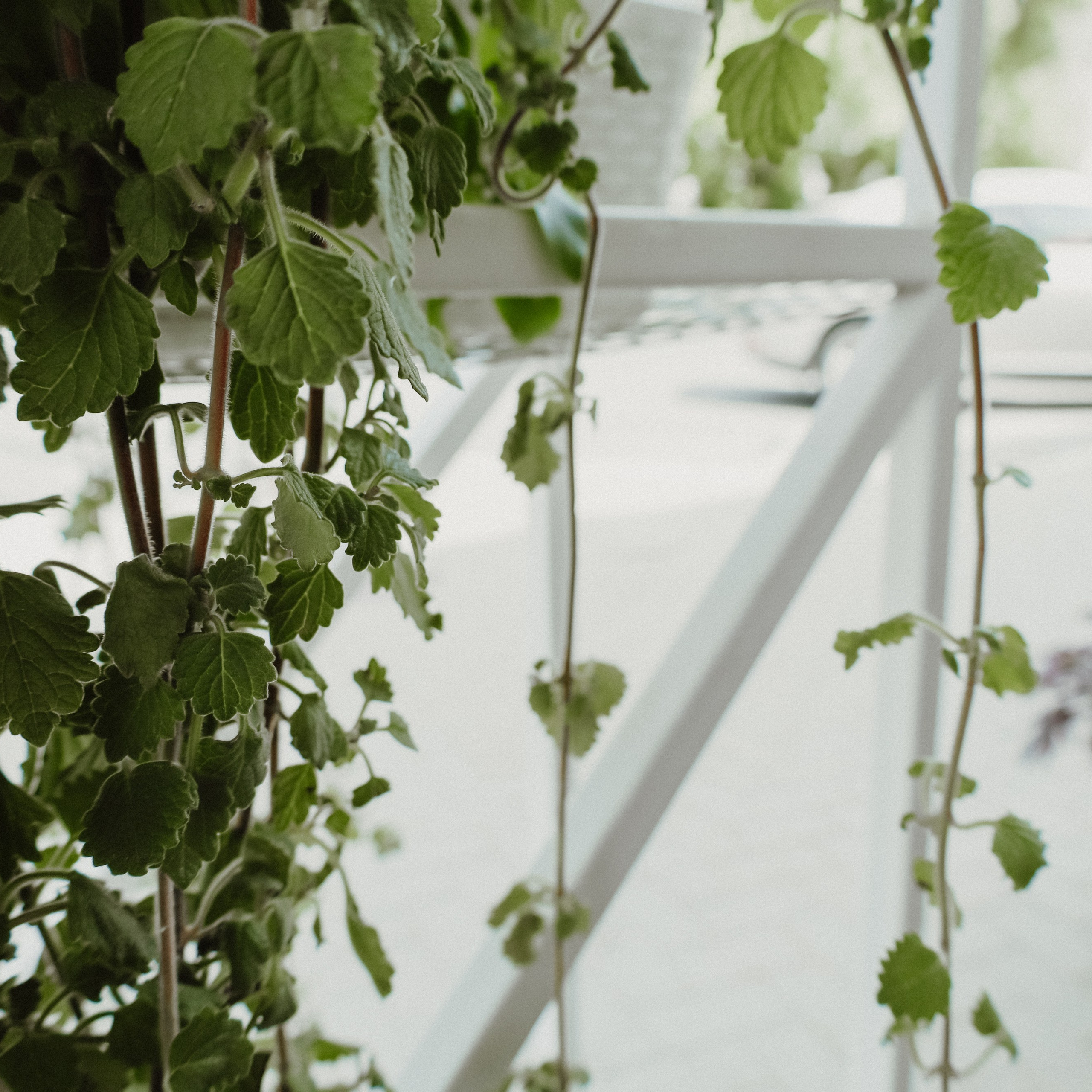 Фотосессия на день рождения. Фотограф katya_vkadre Таганрог