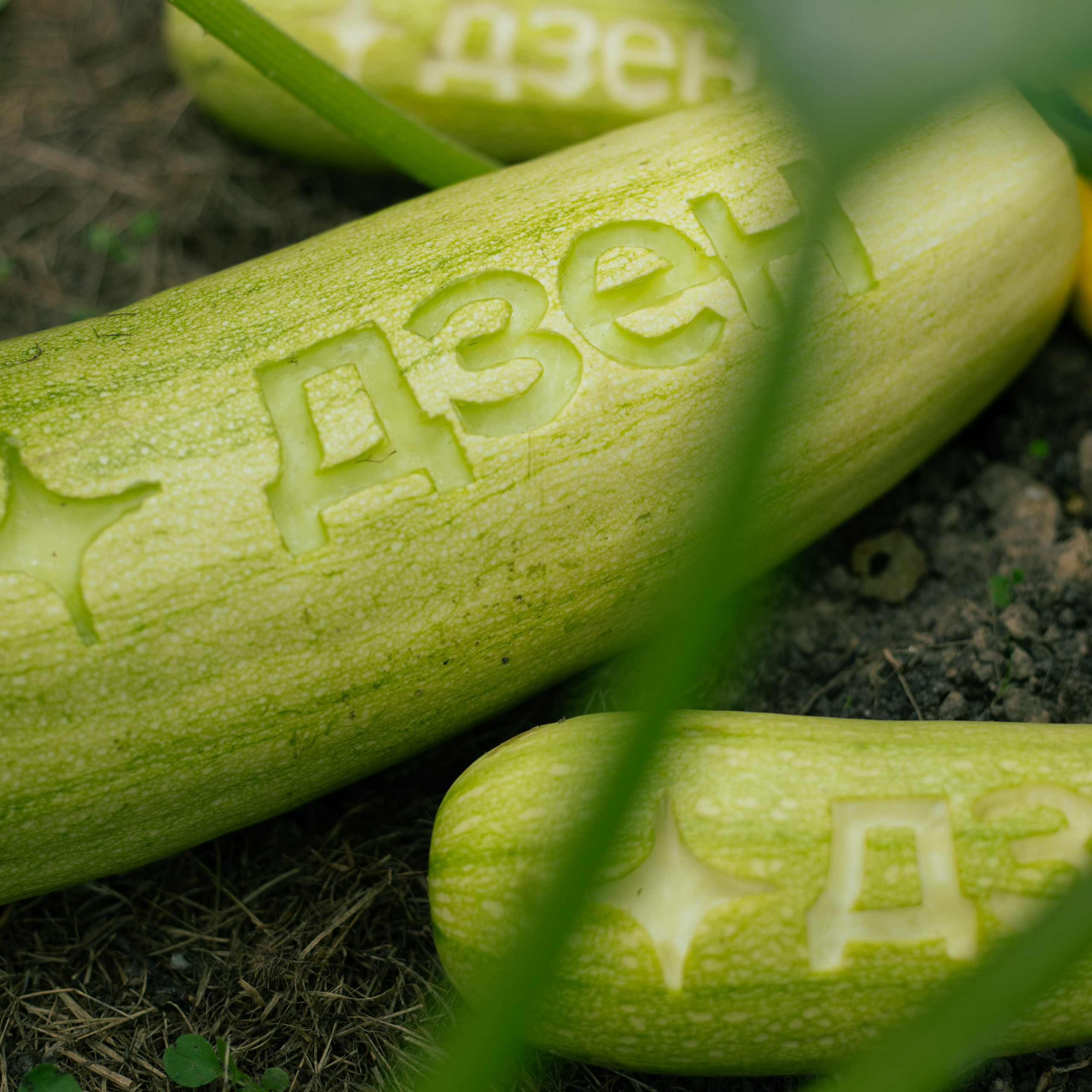 Яндекс Дзен