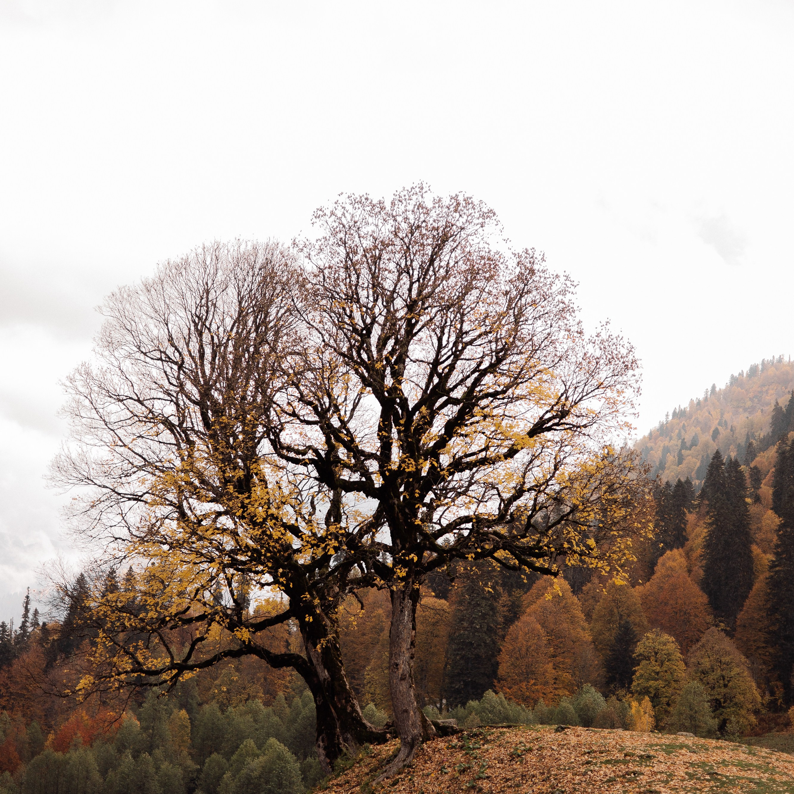 Рита (Абхазия). Семейный свадебный фотограф Семен Егоров