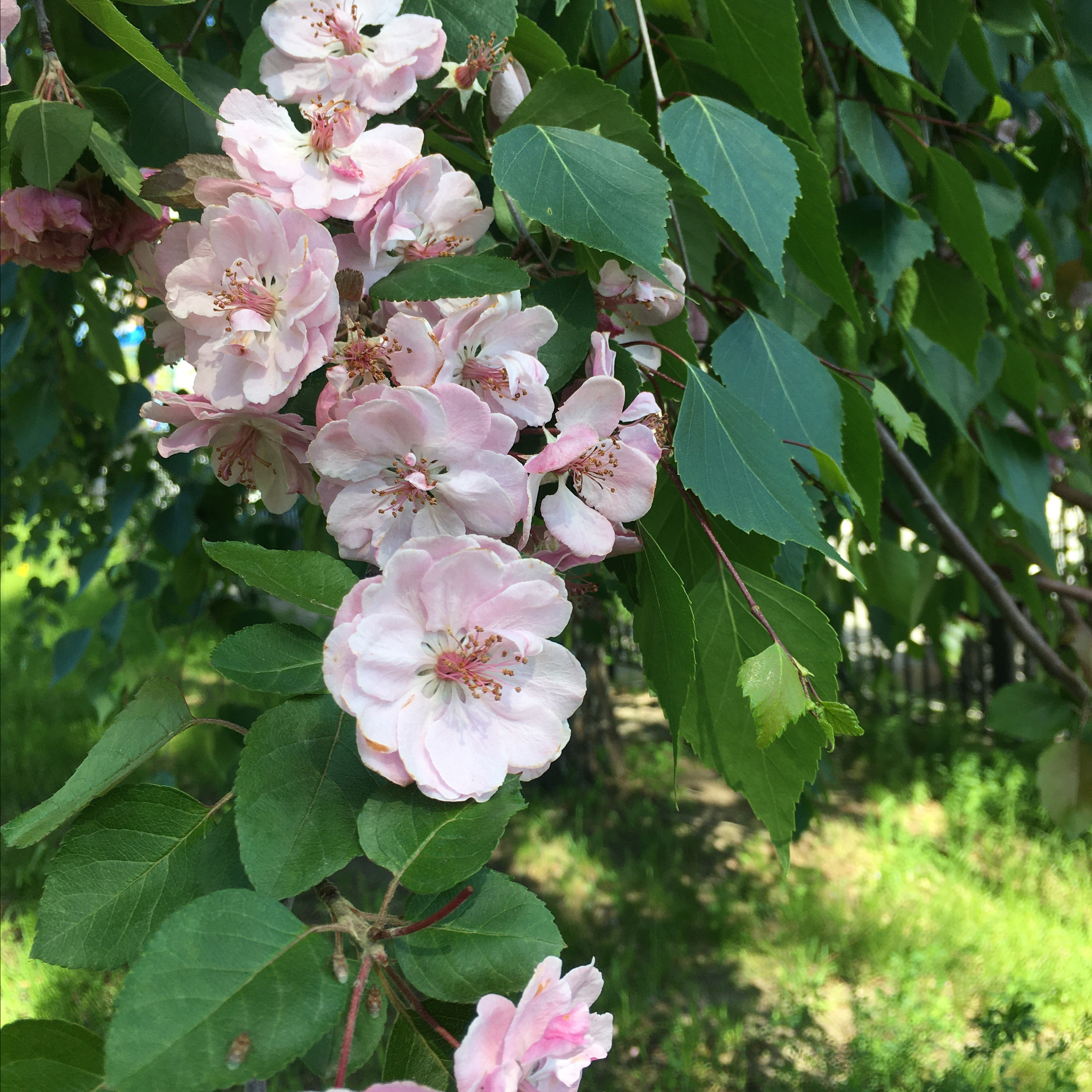 Отзывы. Семейный фотограф Тюмень, фотограф на роды Салмина Мария