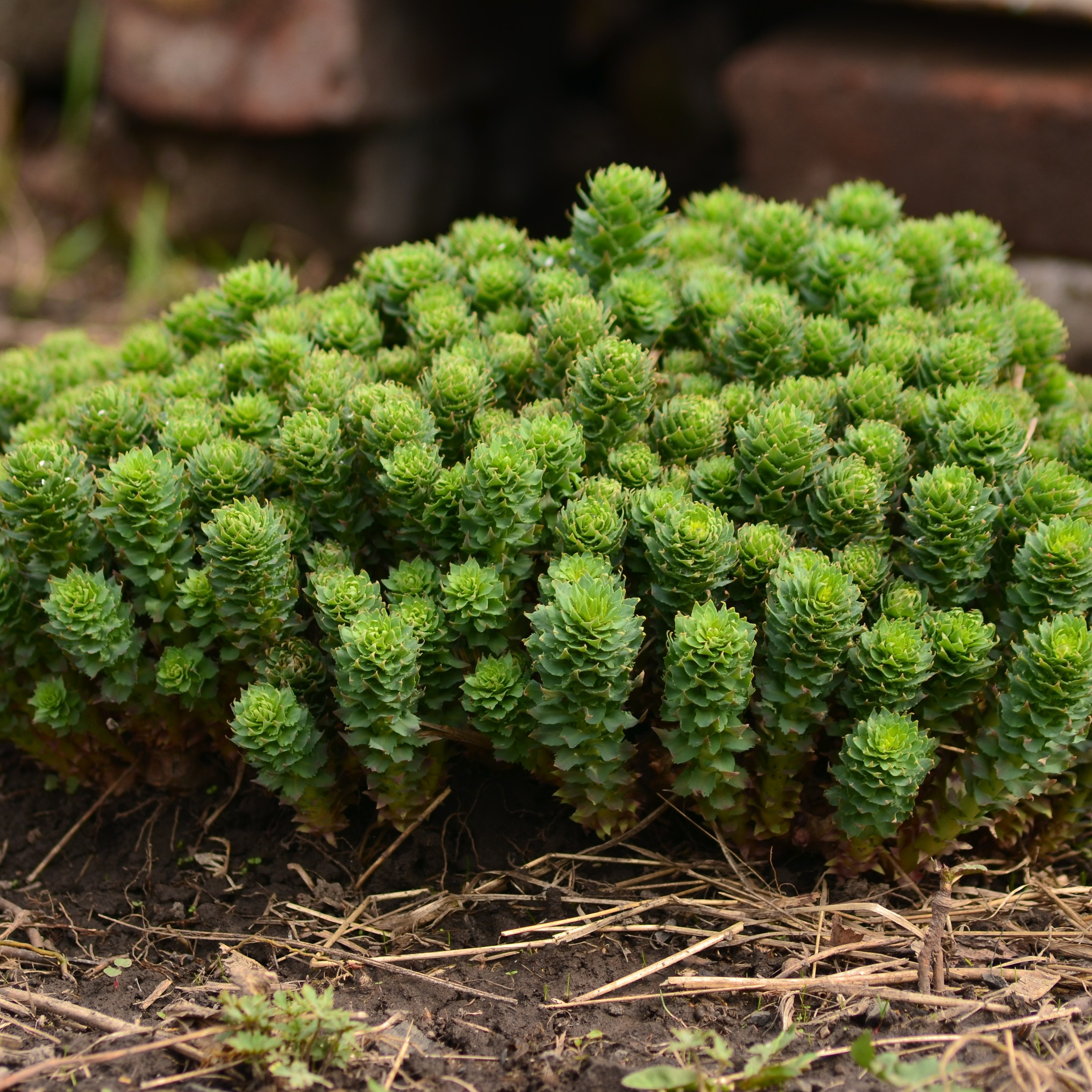 Фотограф viktor viktor