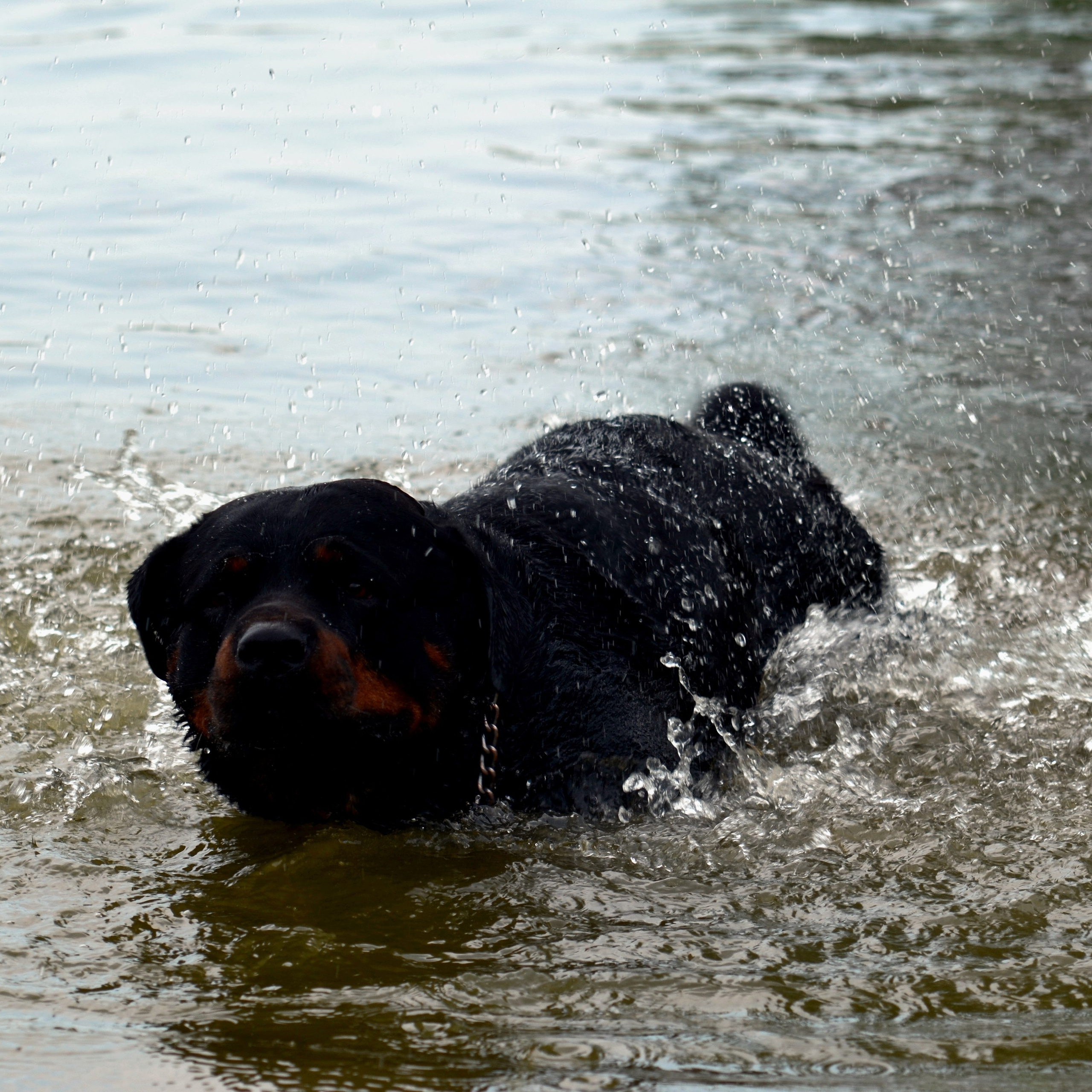 Фотограф viktor viktor