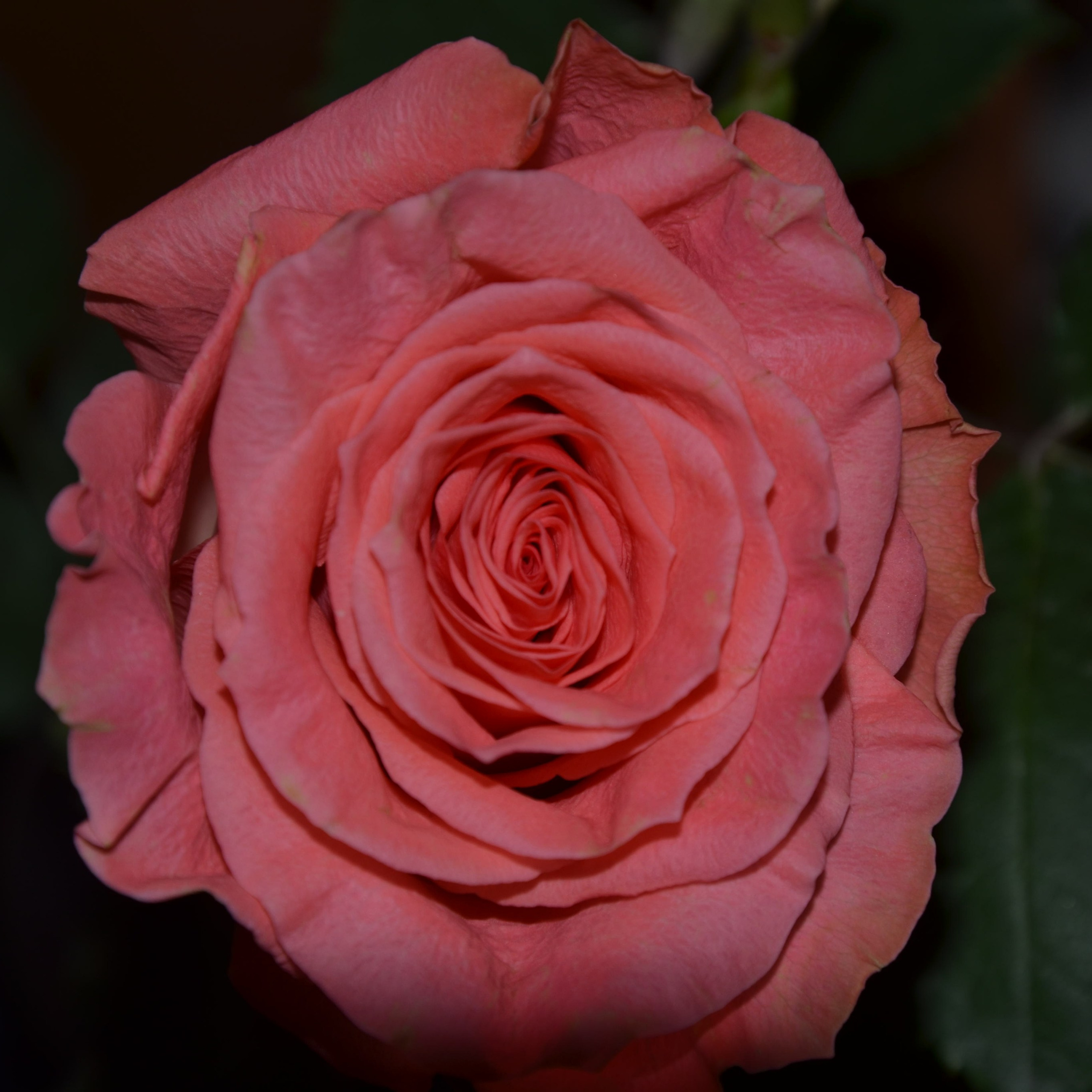 Фотограф viktor viktor