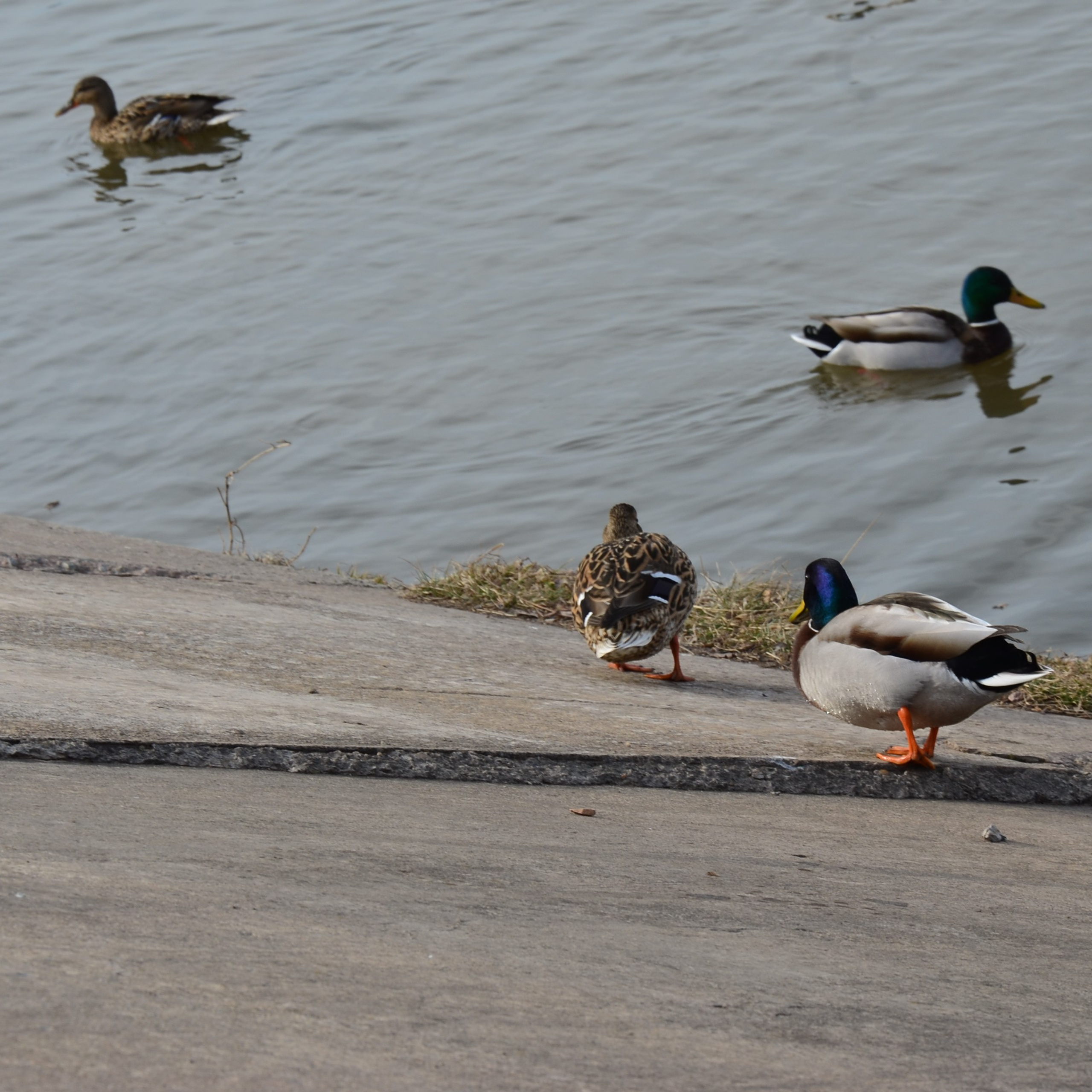 Фотограф viktor viktor