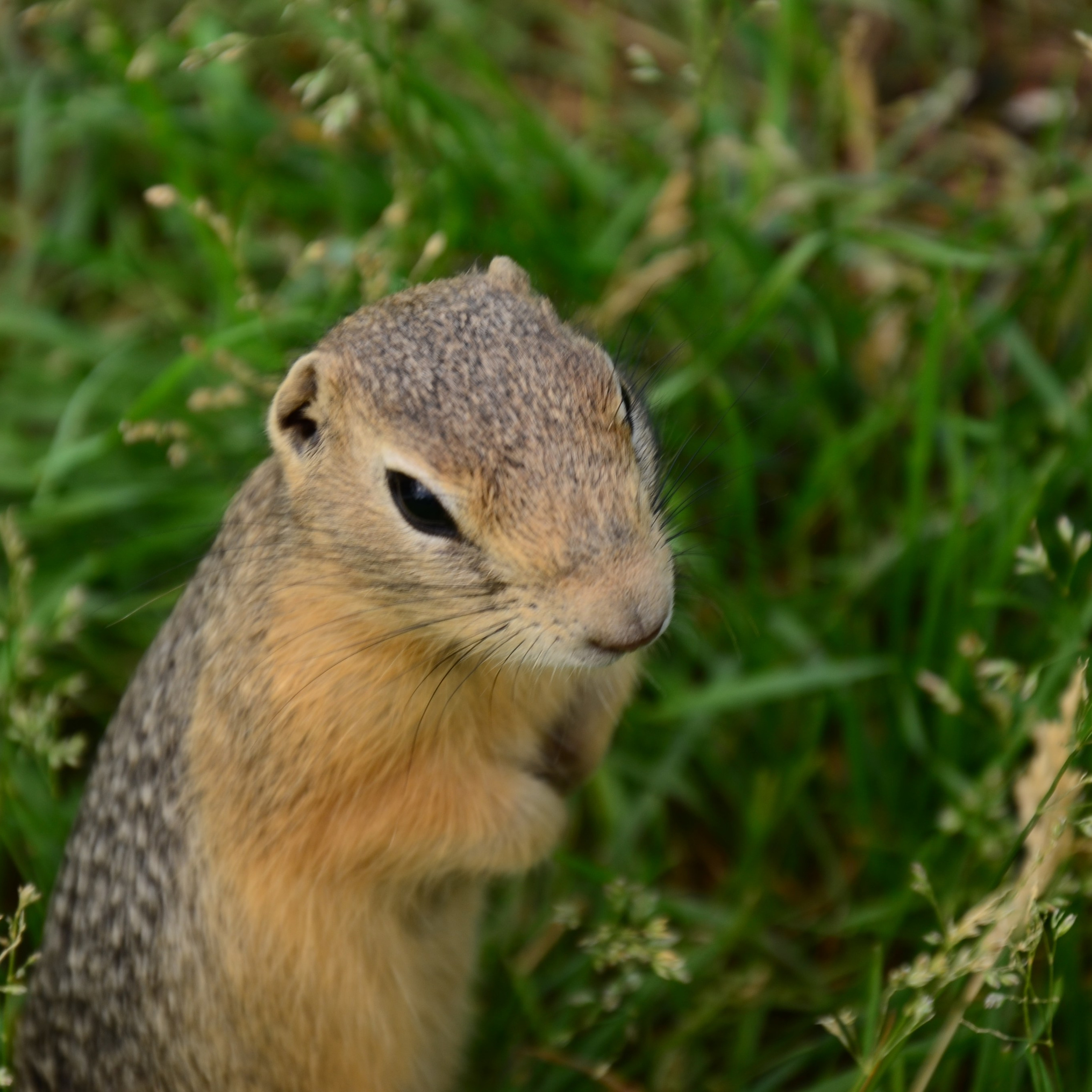 Фотограф viktor viktor