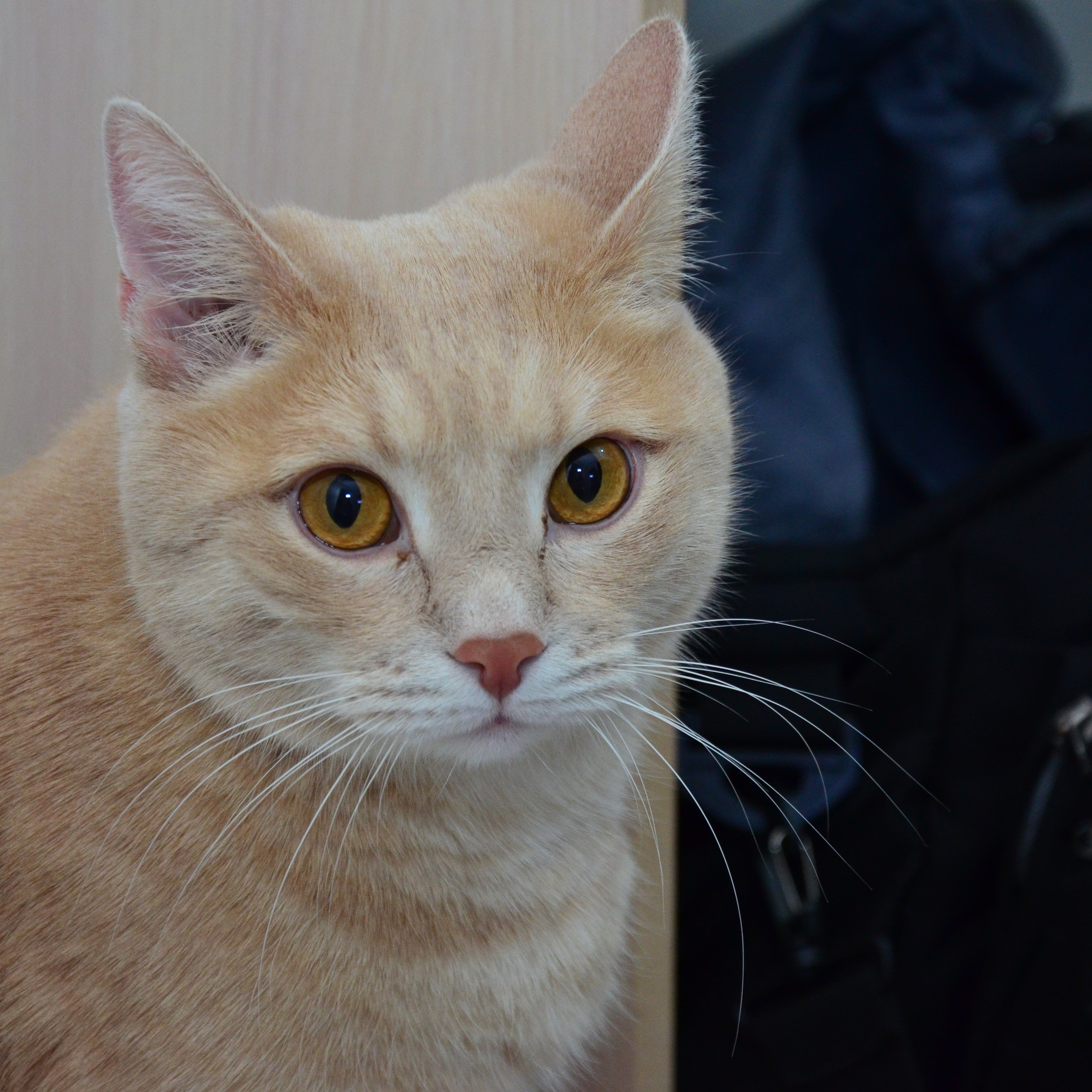 Фотограф viktor viktor