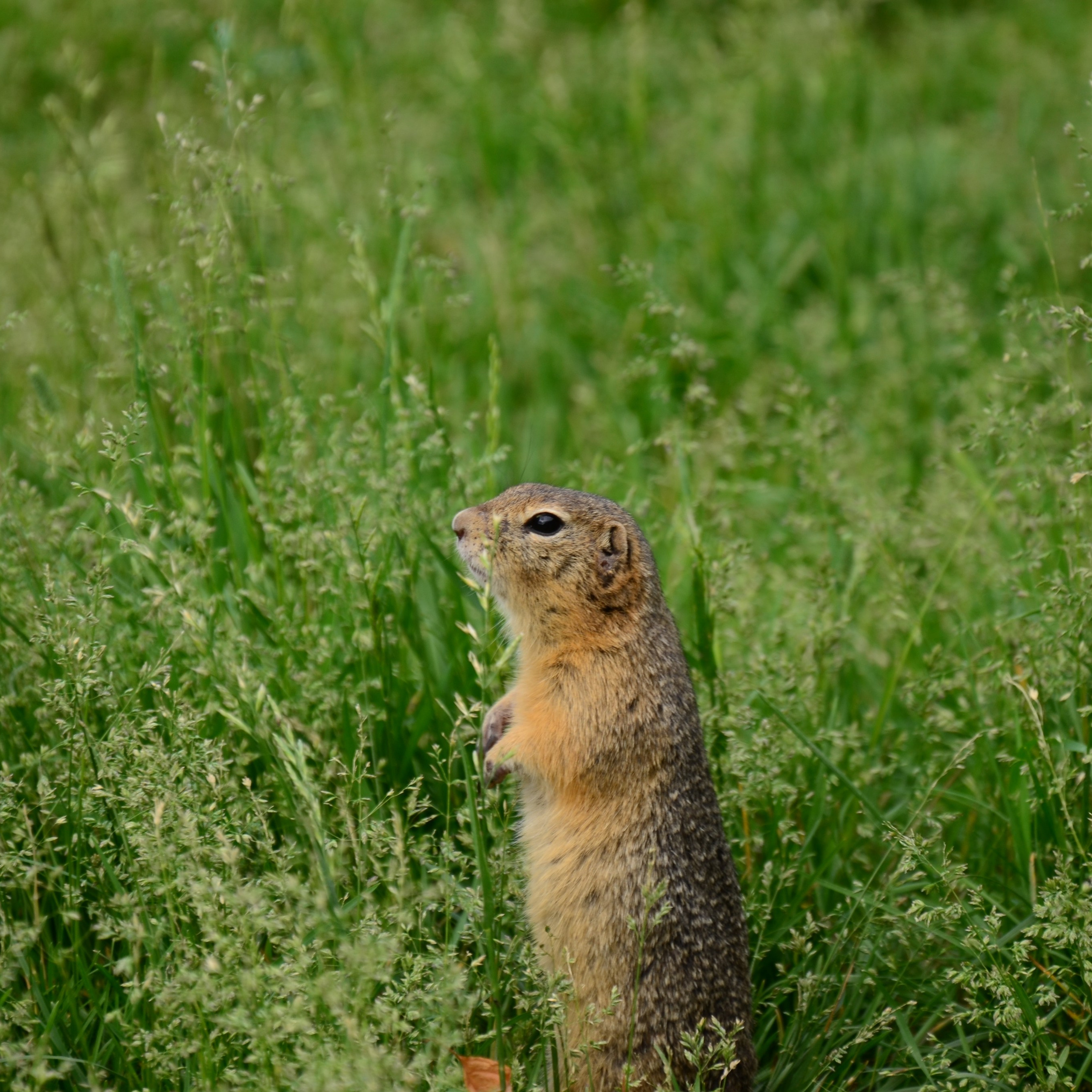 Фотограф viktor viktor