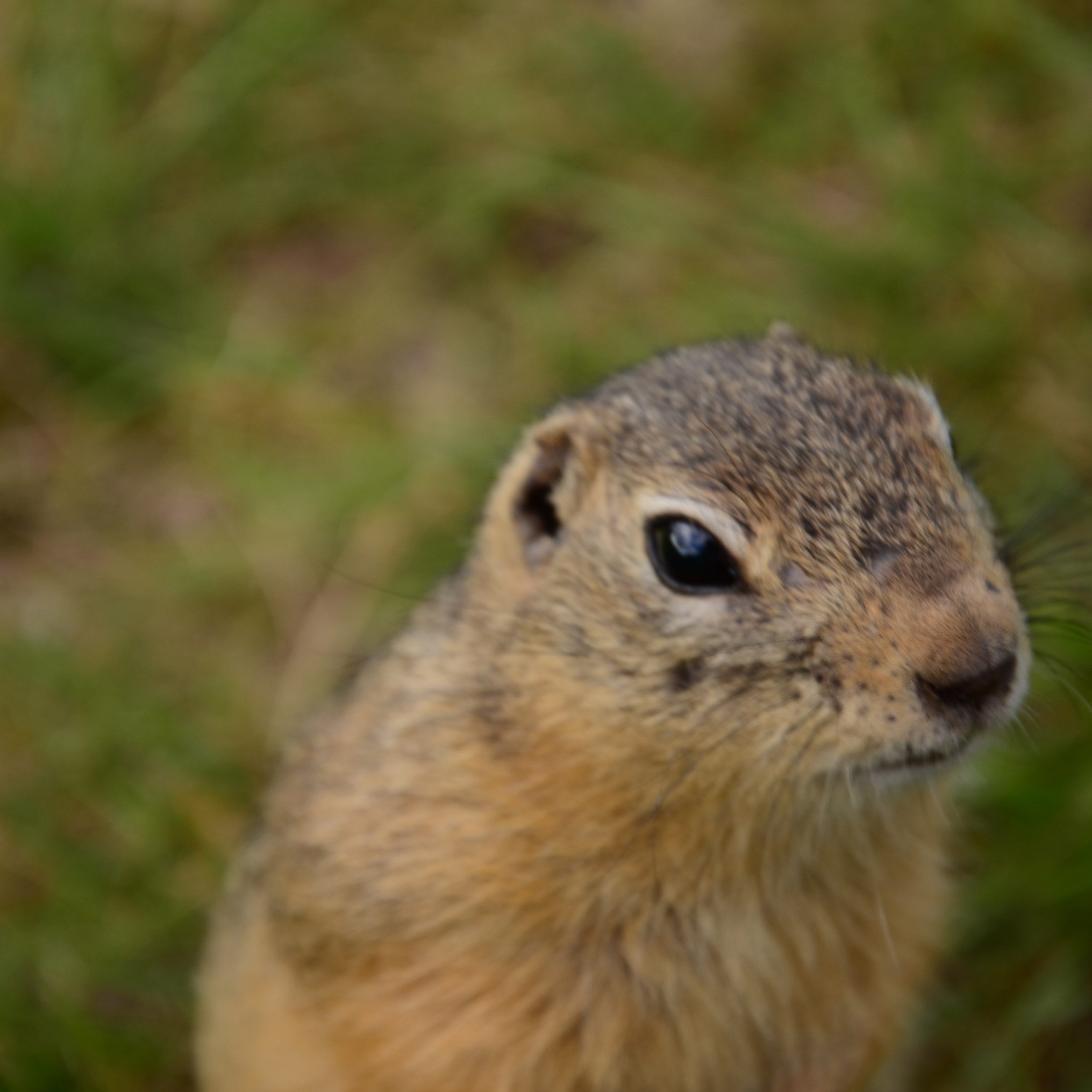 Фотограф viktor viktor