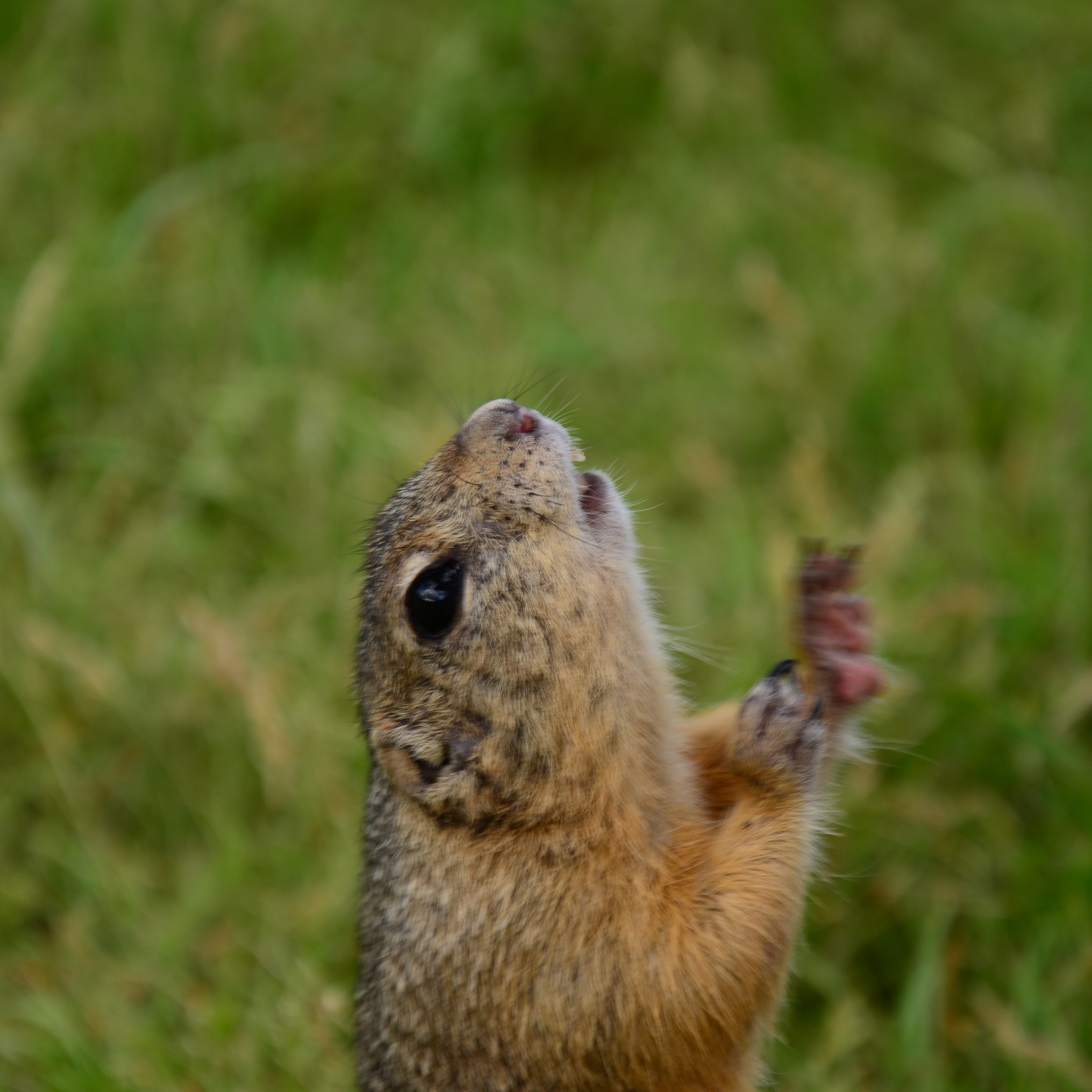 Фотограф viktor viktor