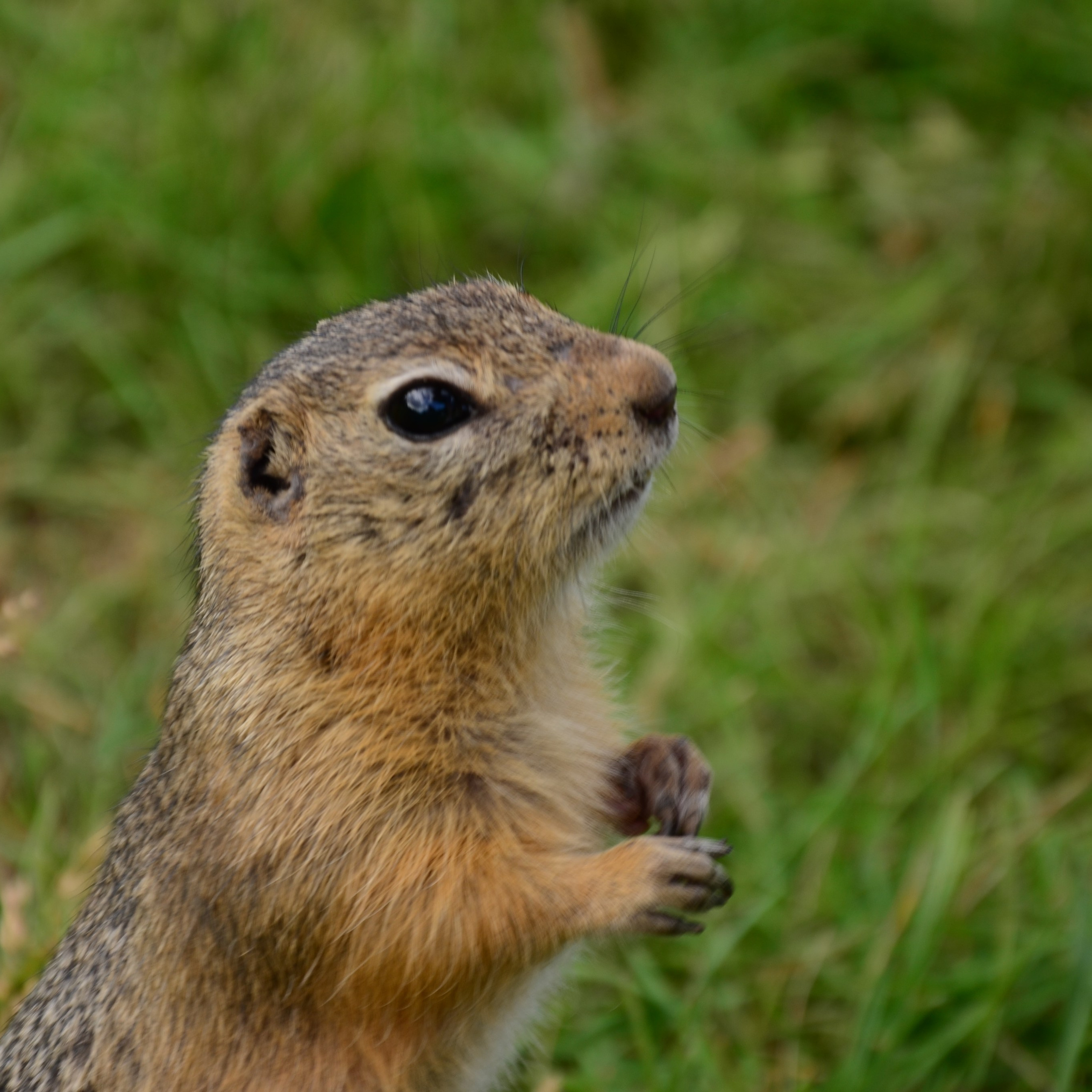 Фотограф viktor viktor