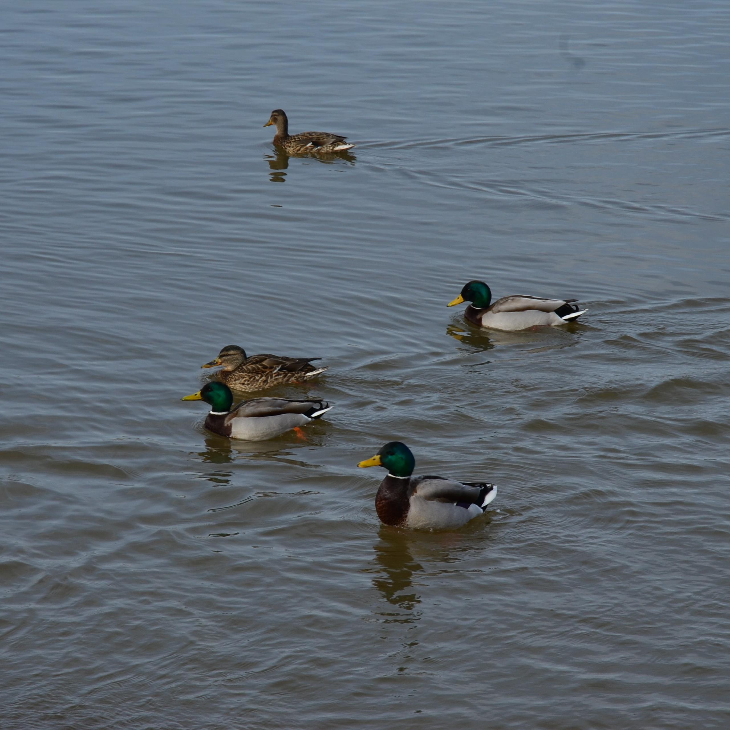 Фотограф viktor viktor