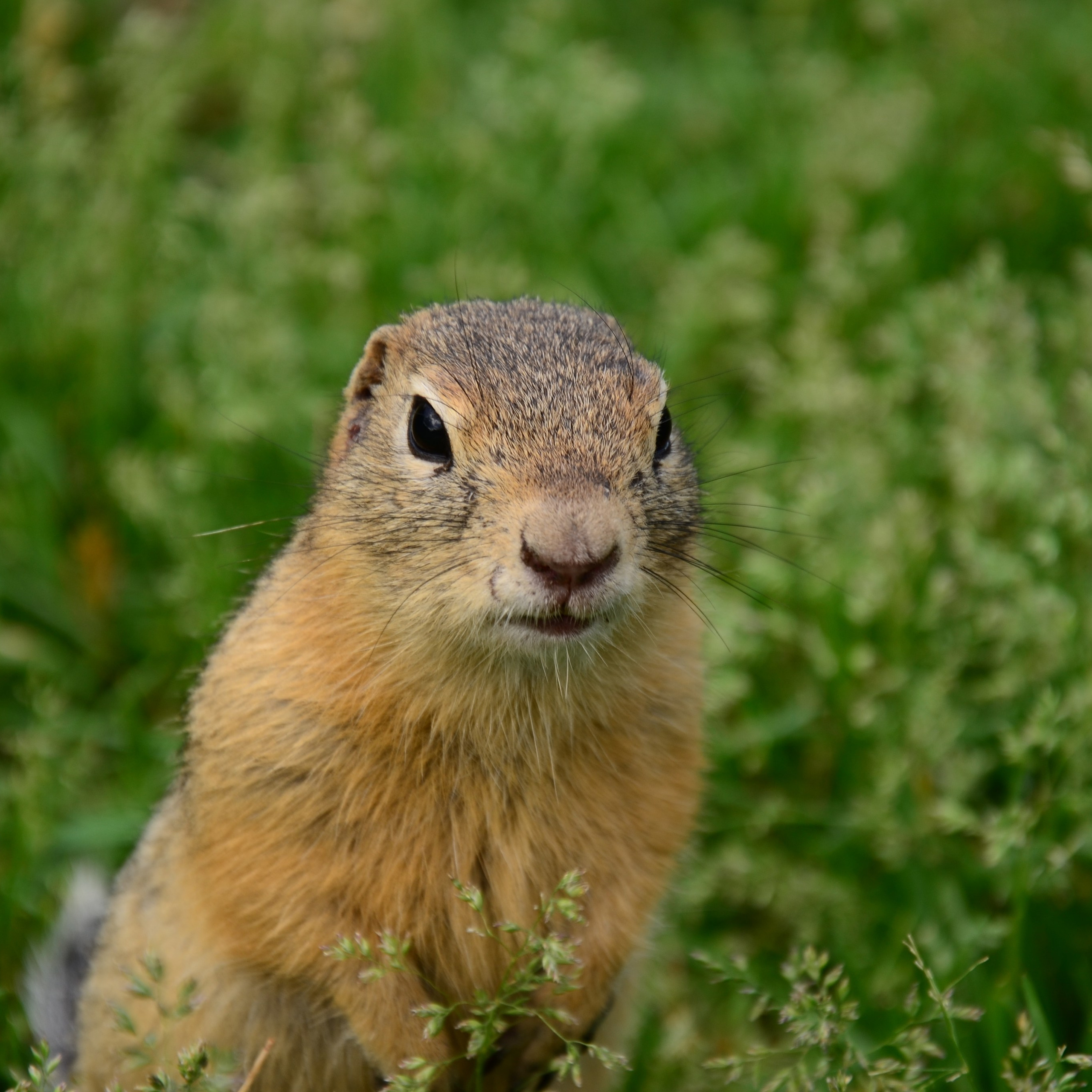 Фотограф viktor viktor