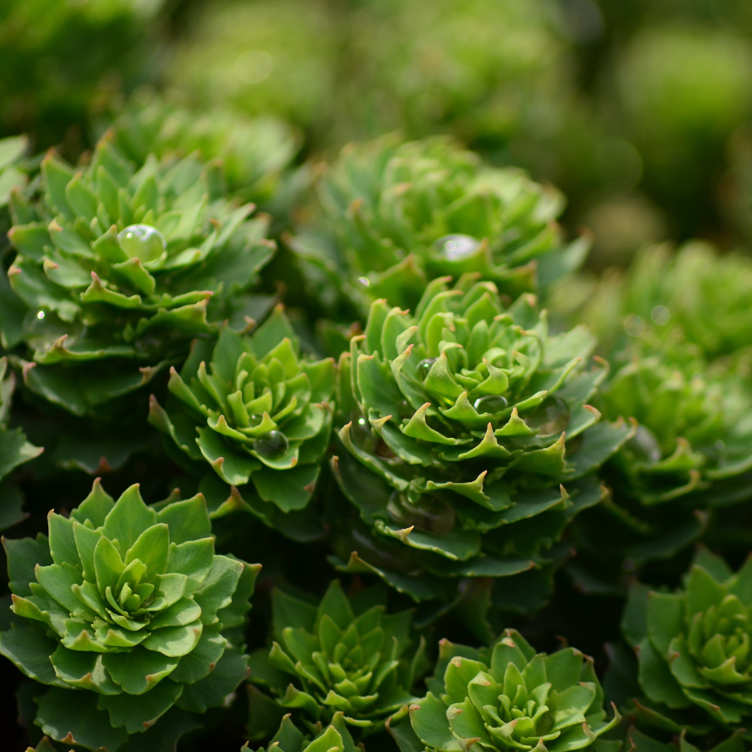 Фотограф viktor viktor