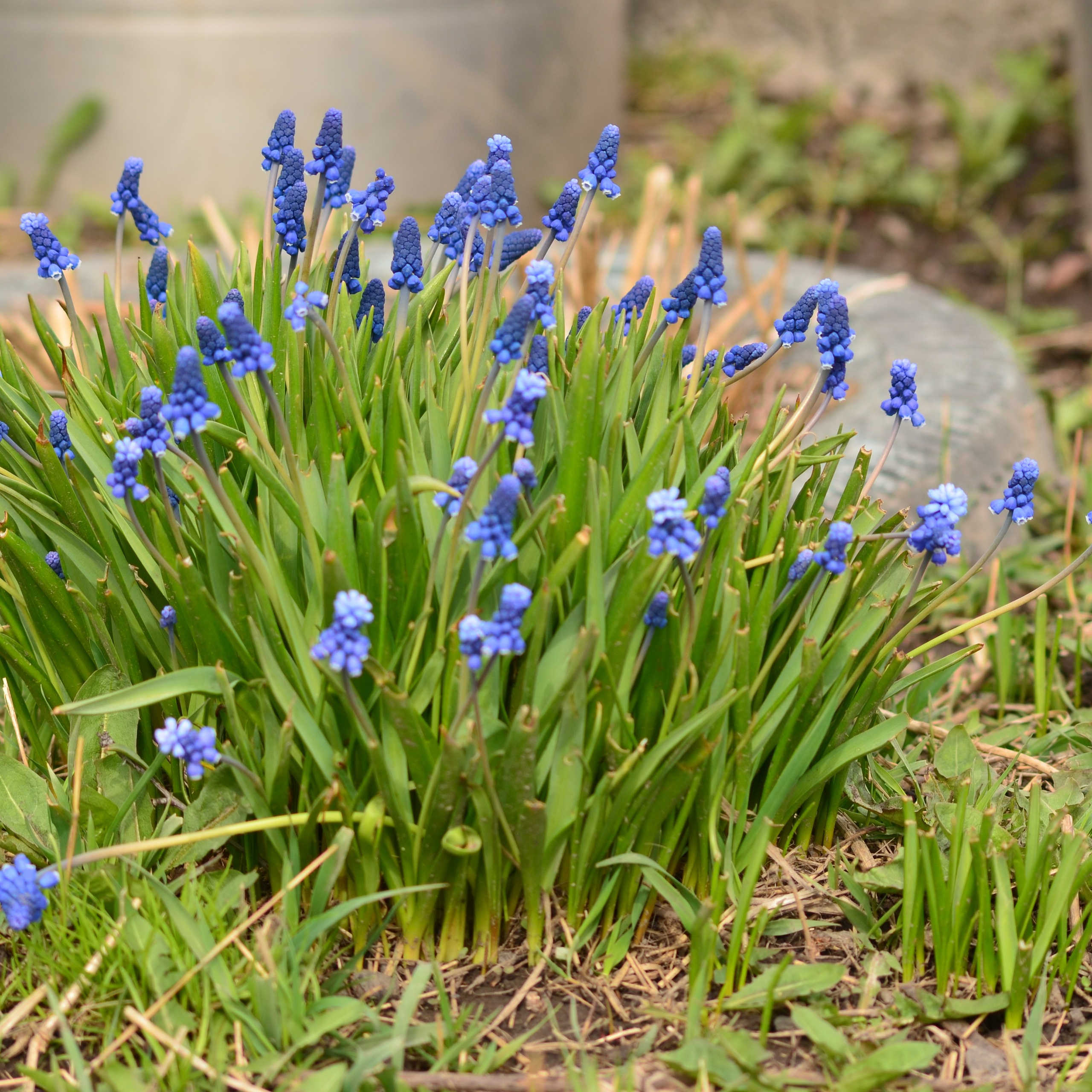 Фотограф viktor viktor