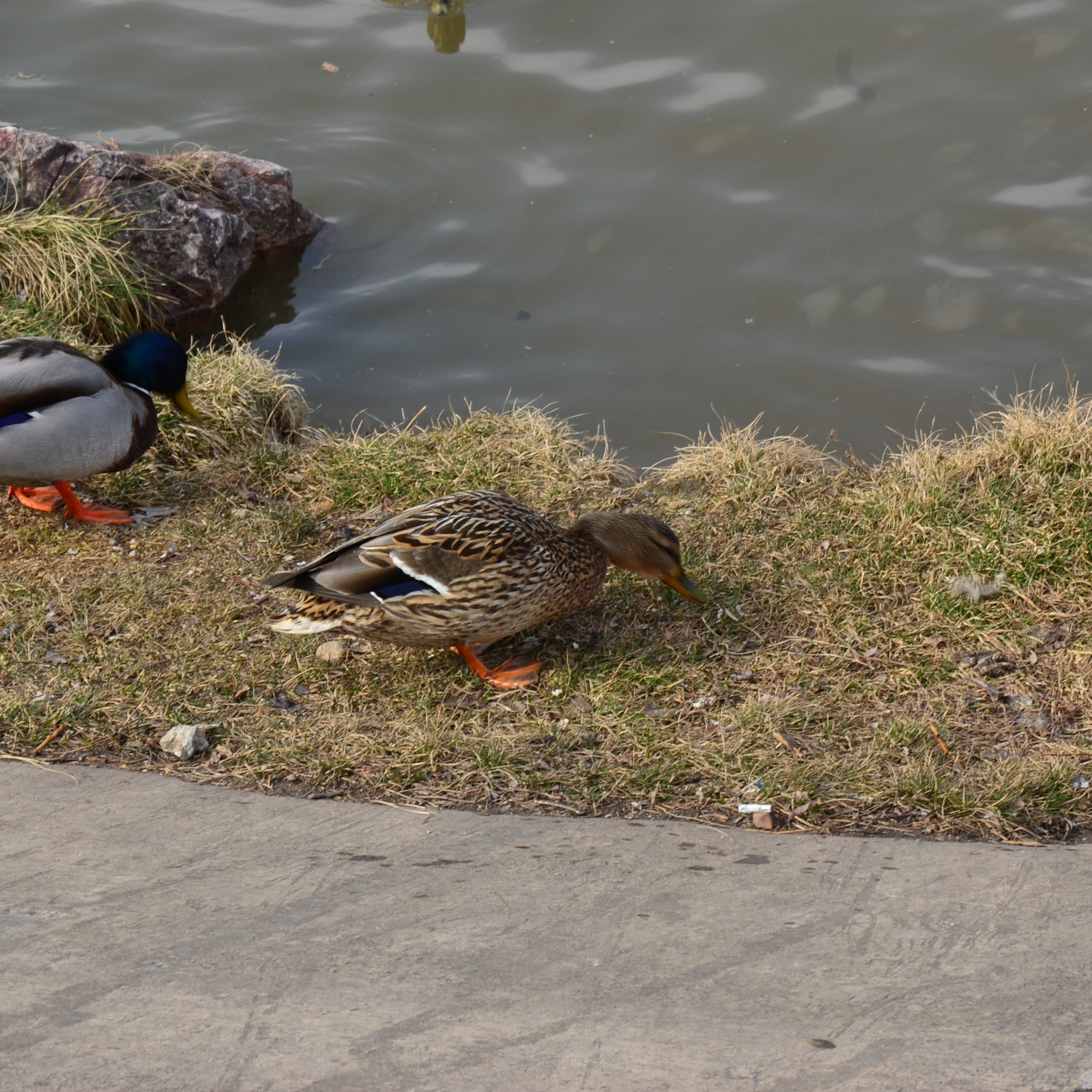 Фотограф viktor viktor