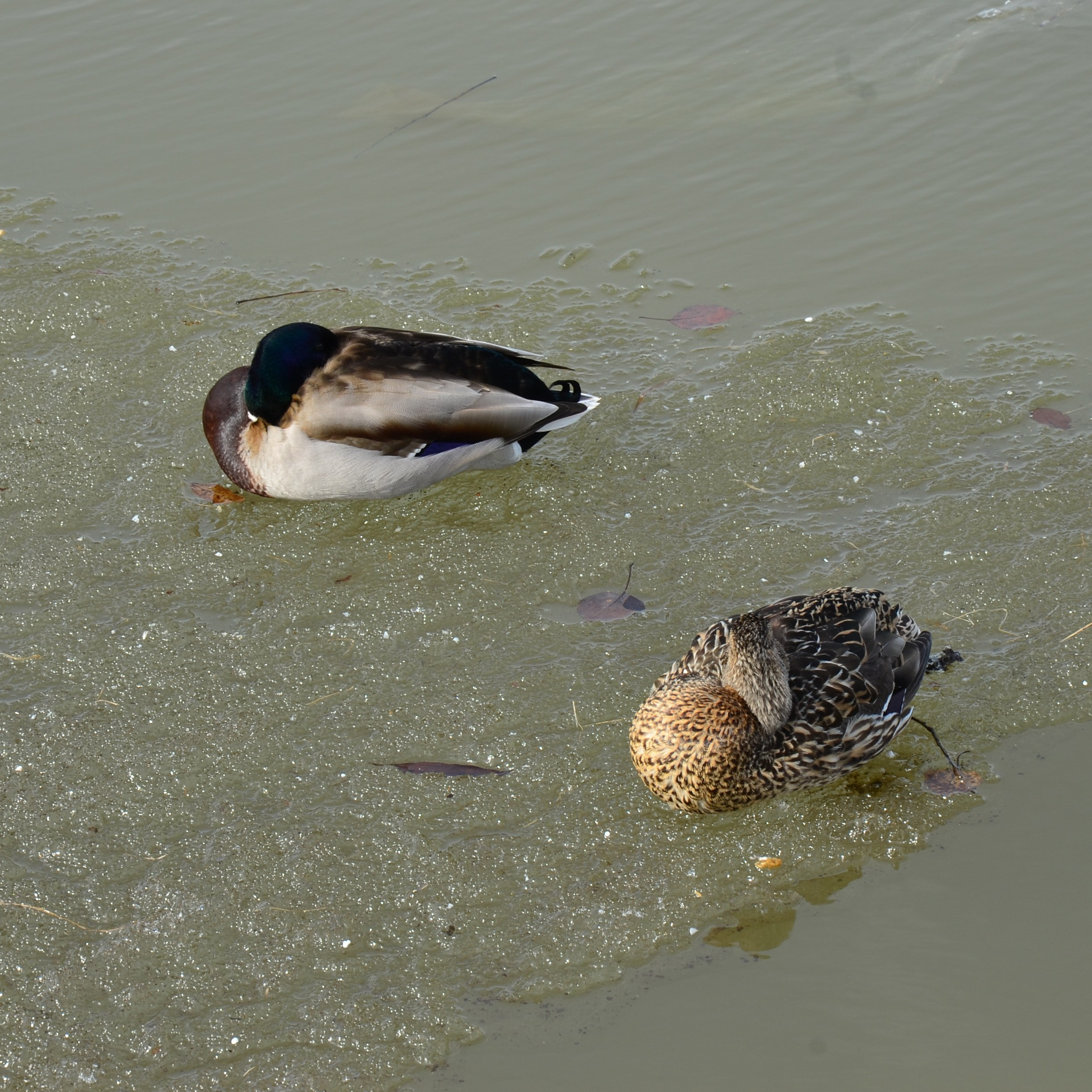 Фотограф viktor viktor