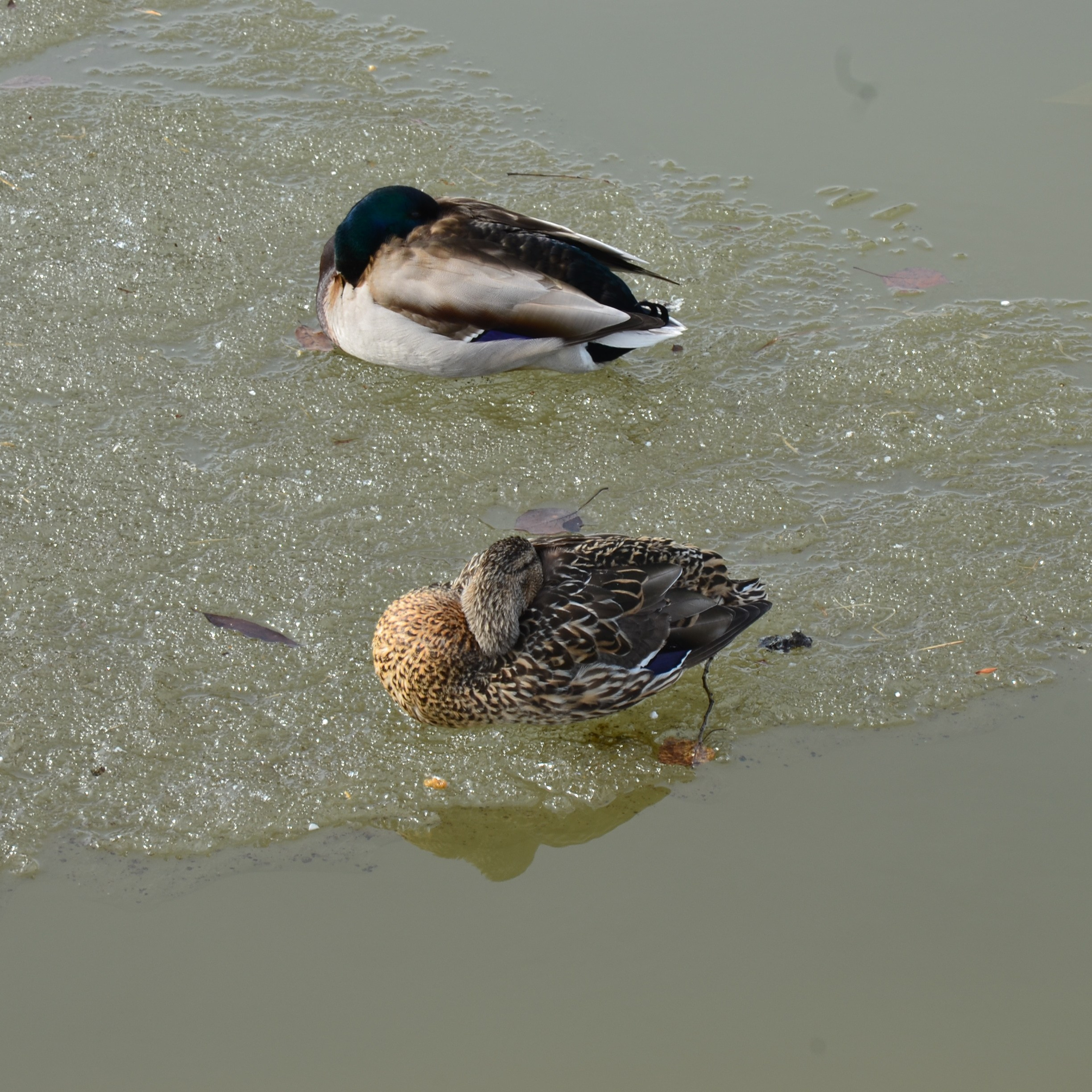 Фотограф viktor viktor